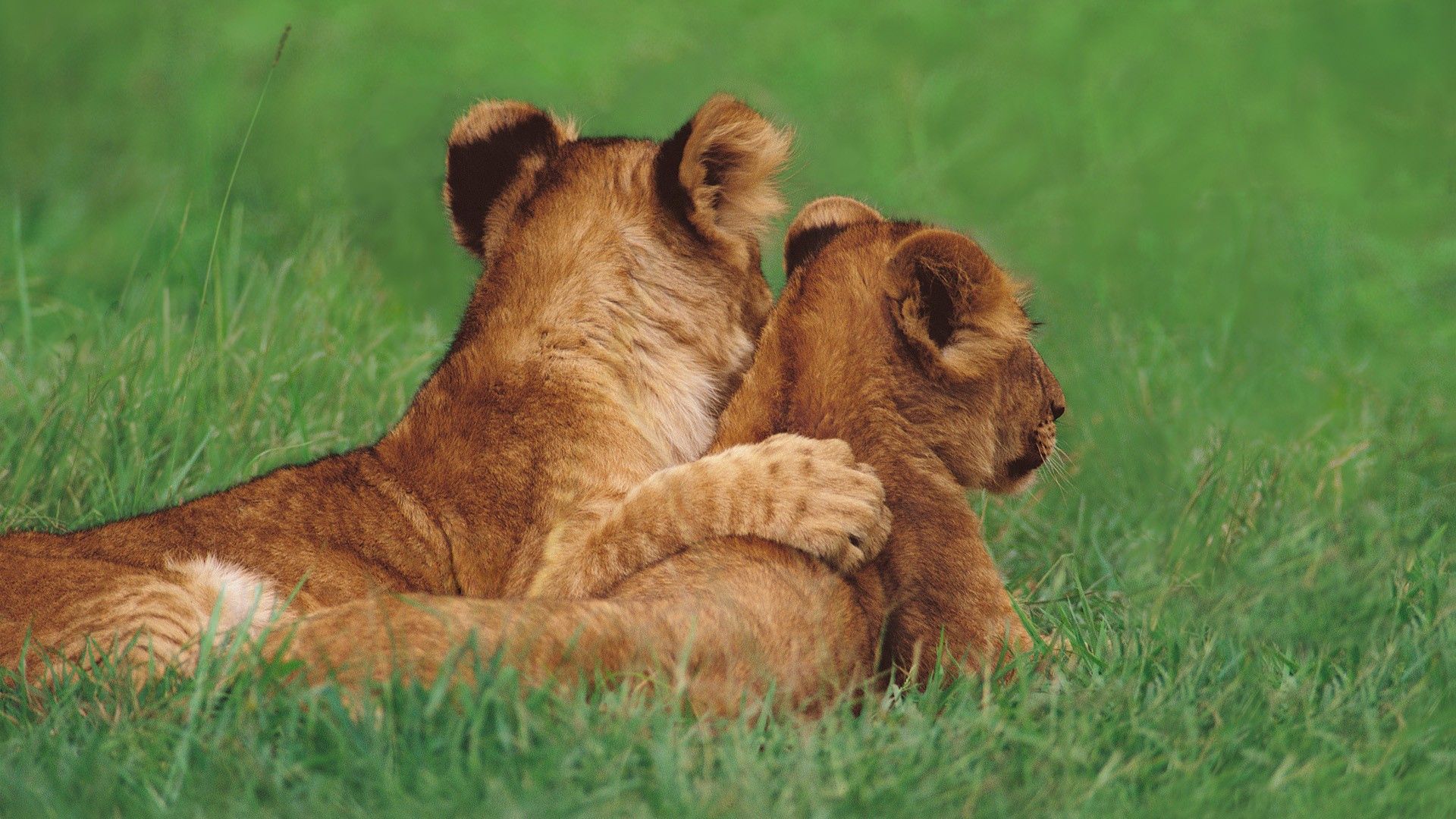 lions, young, animals, grass, couple, pair, to lie down, lie