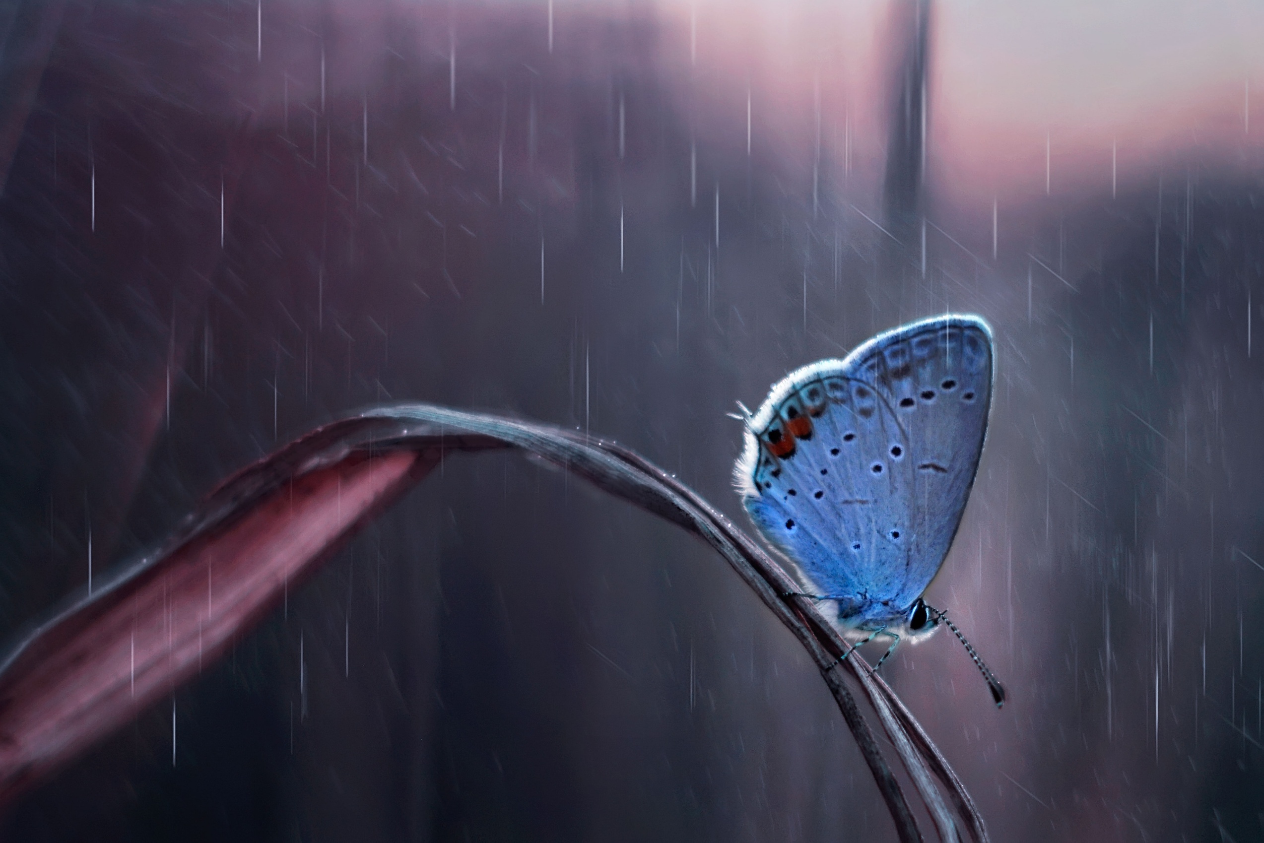 Download mobile wallpaper Rain, Macro, Insect, Butterfly, Animal for free.