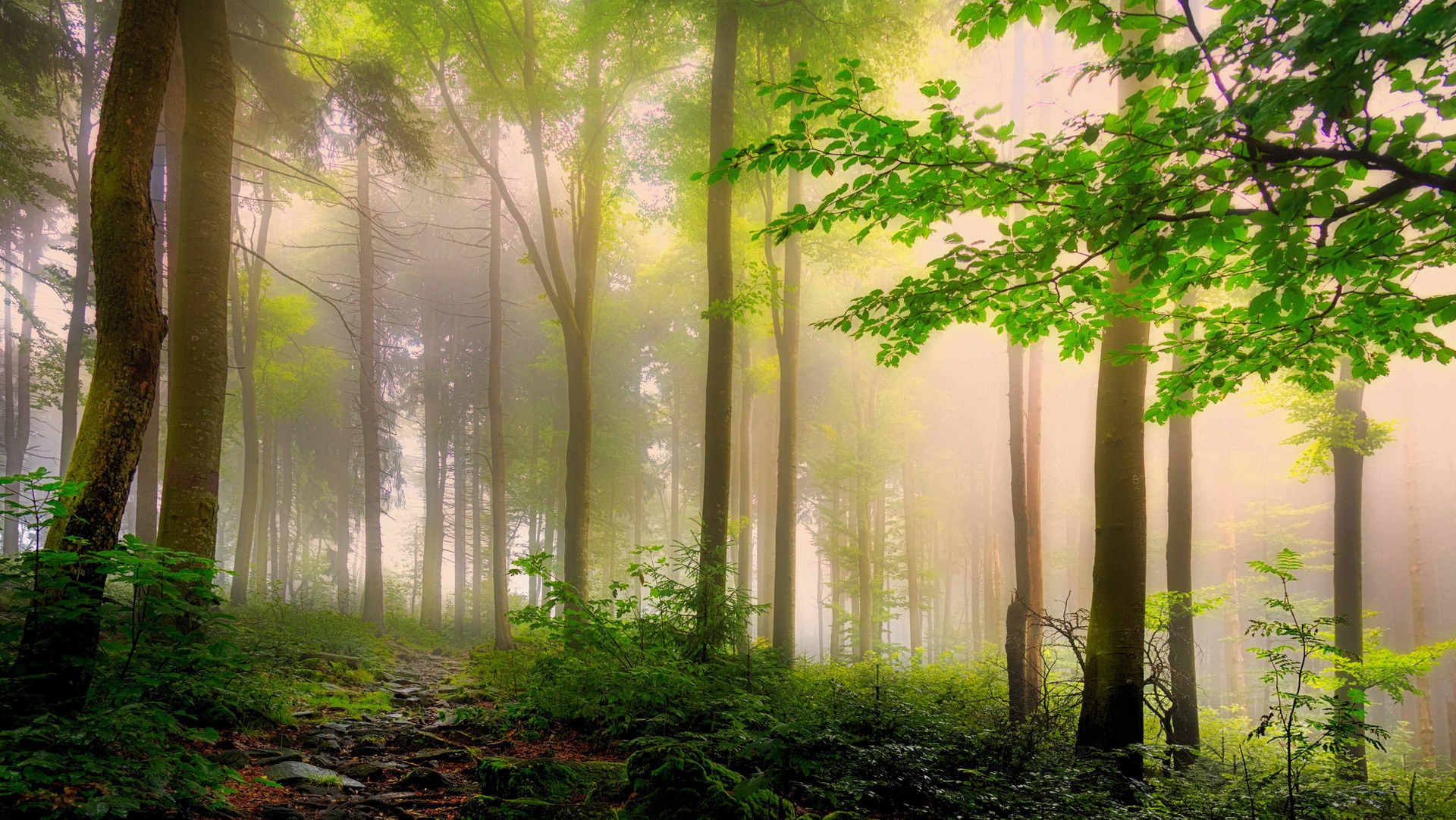 Download mobile wallpaper Nature, Forest, Tree, Fog, Earth, Depth Of Field for free.