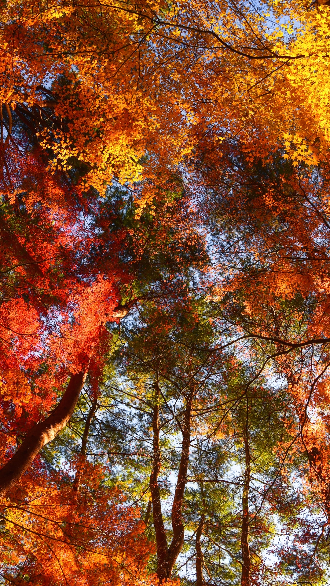 Download mobile wallpaper Nature, Fall, Earth, Treetops for free.