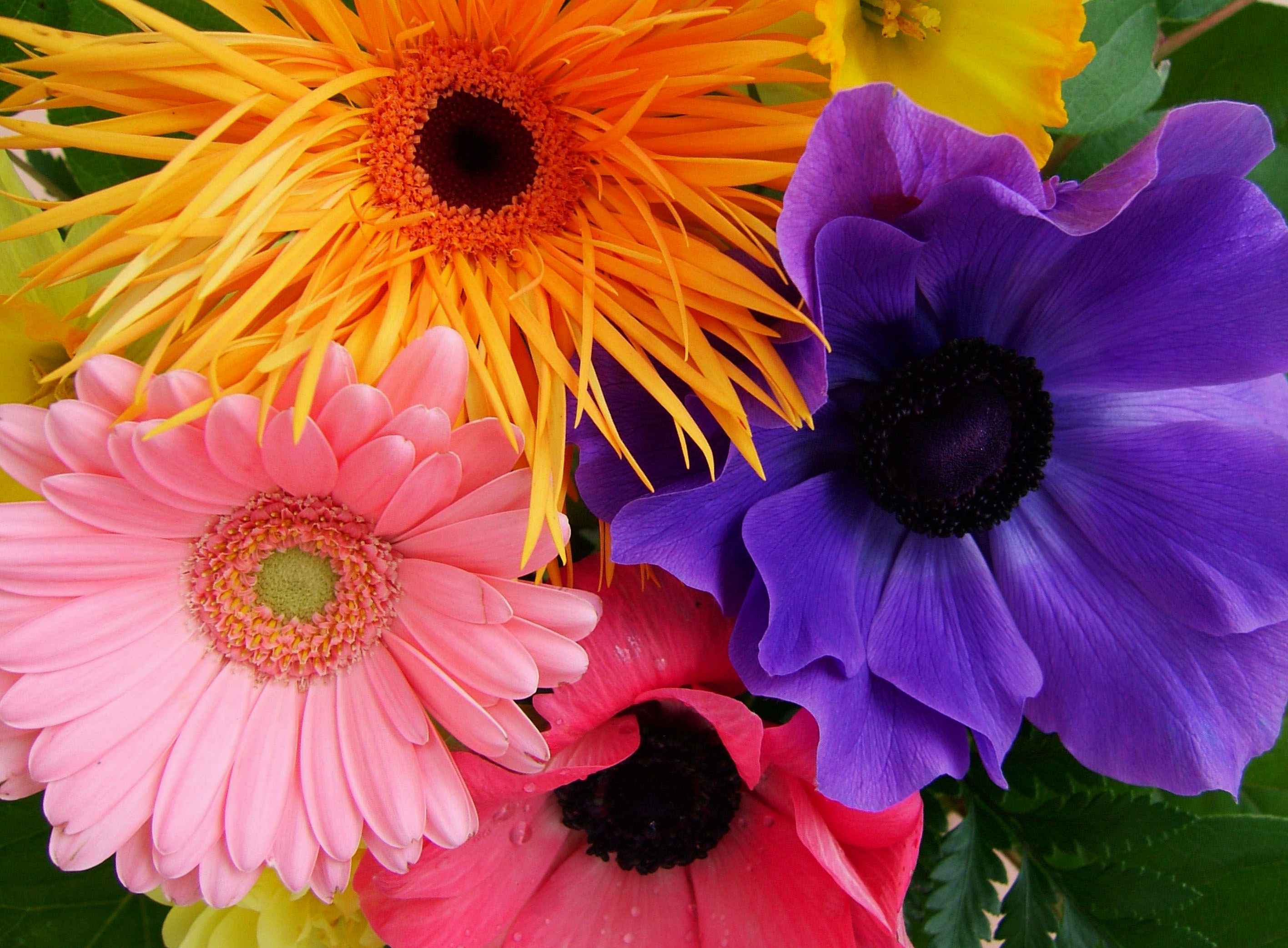 Laden Sie das Blumen, Blume, Farben, Bunt, Gelbe Blume, Lila Blume, Erde/natur, Pinke Blume-Bild kostenlos auf Ihren PC-Desktop herunter
