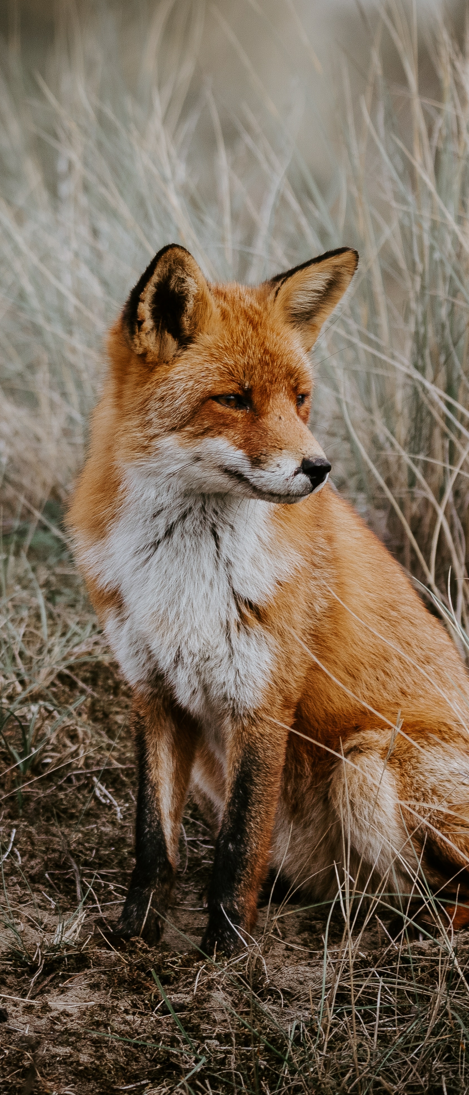 Download mobile wallpaper Fox, Animal for free.