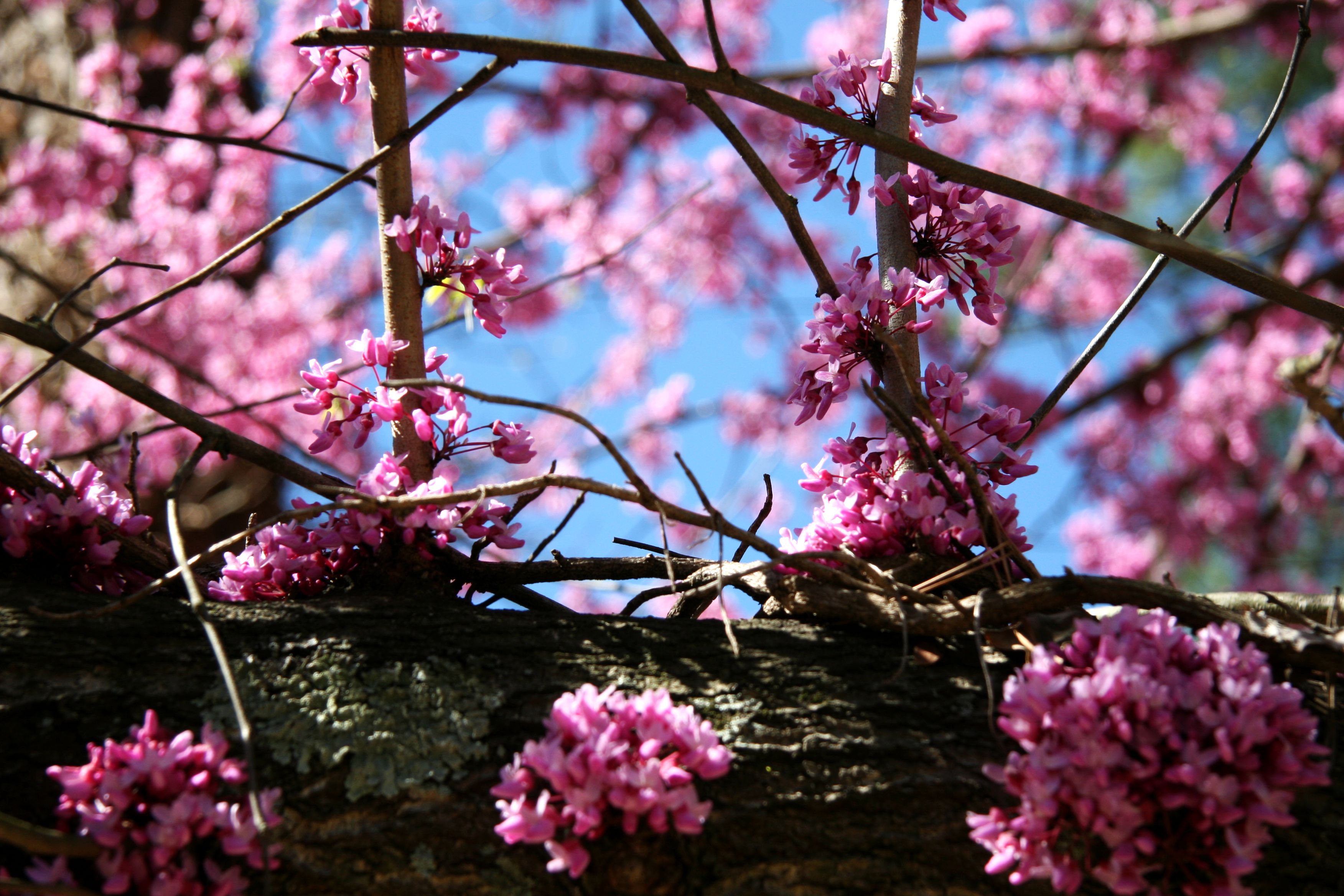 Free download wallpaper Blossom, Flowers, Earth on your PC desktop