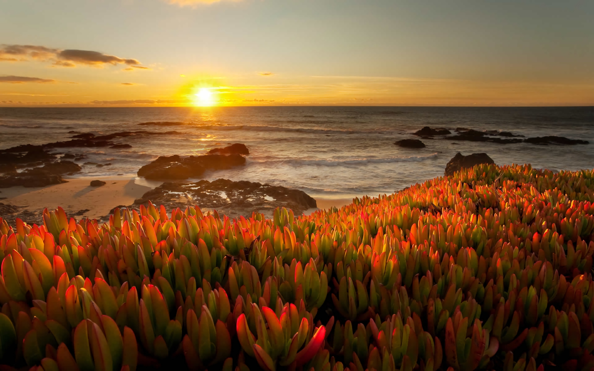 Free download wallpaper Sunset, Sea, Horizon, Plant, Ocean, Earth on your PC desktop
