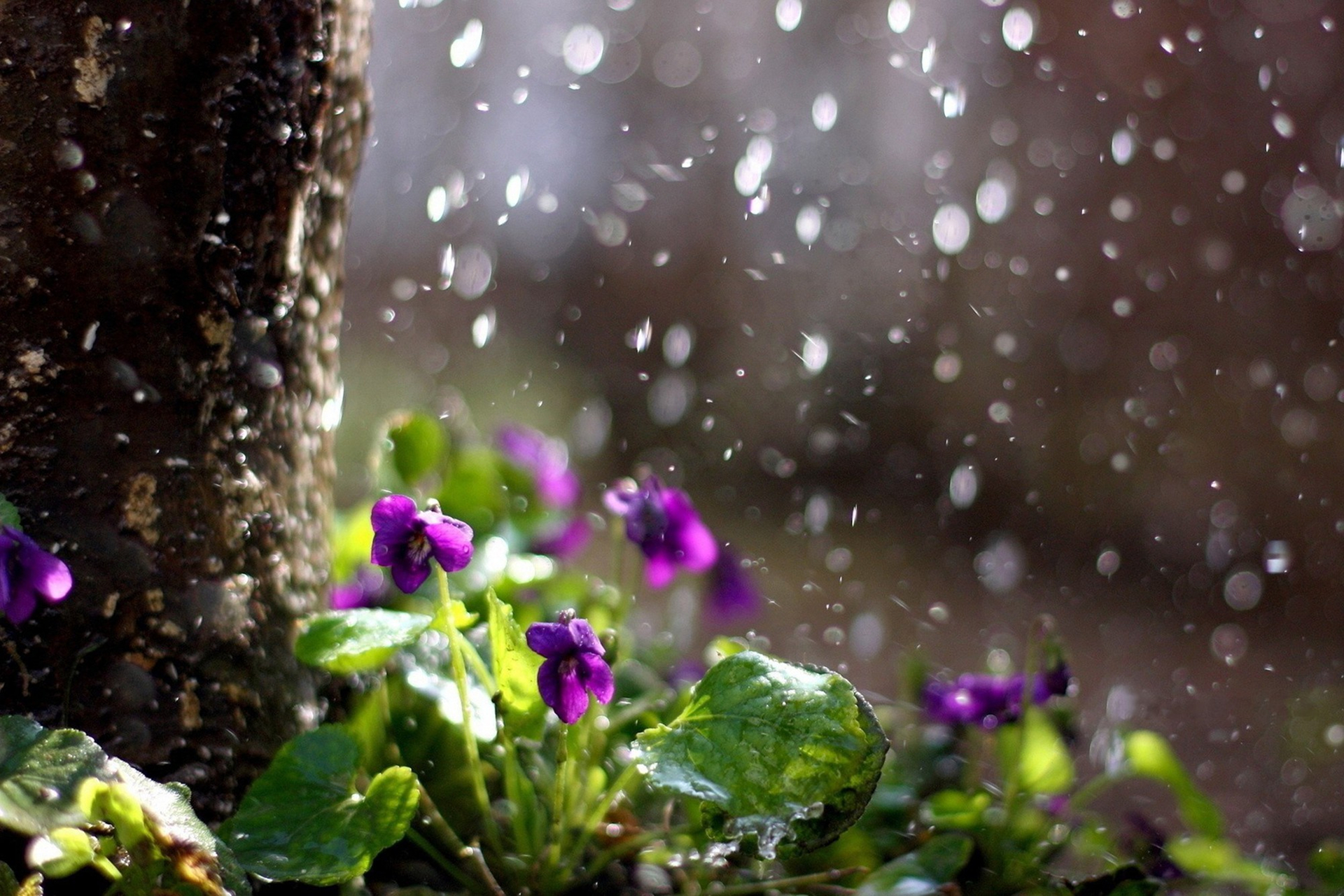 Download mobile wallpaper Rain, Flower, Photography for free.