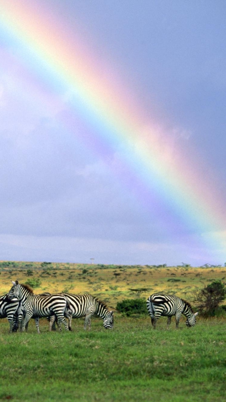 Handy-Wallpaper Tiere, Regenbogen, Zebra kostenlos herunterladen.