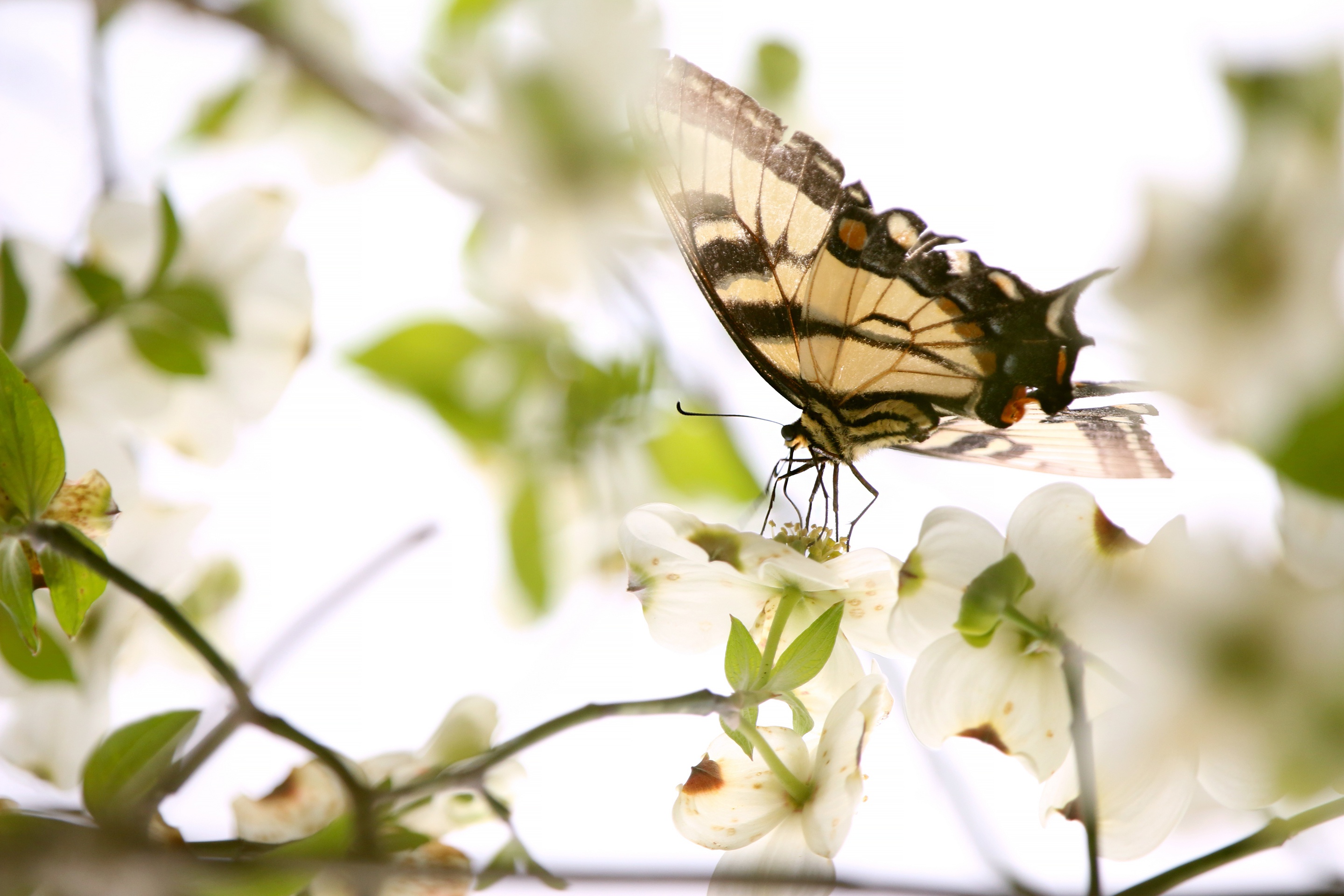 Laden Sie das Tiere, Schmetterlinge, Makro, Insekt-Bild kostenlos auf Ihren PC-Desktop herunter