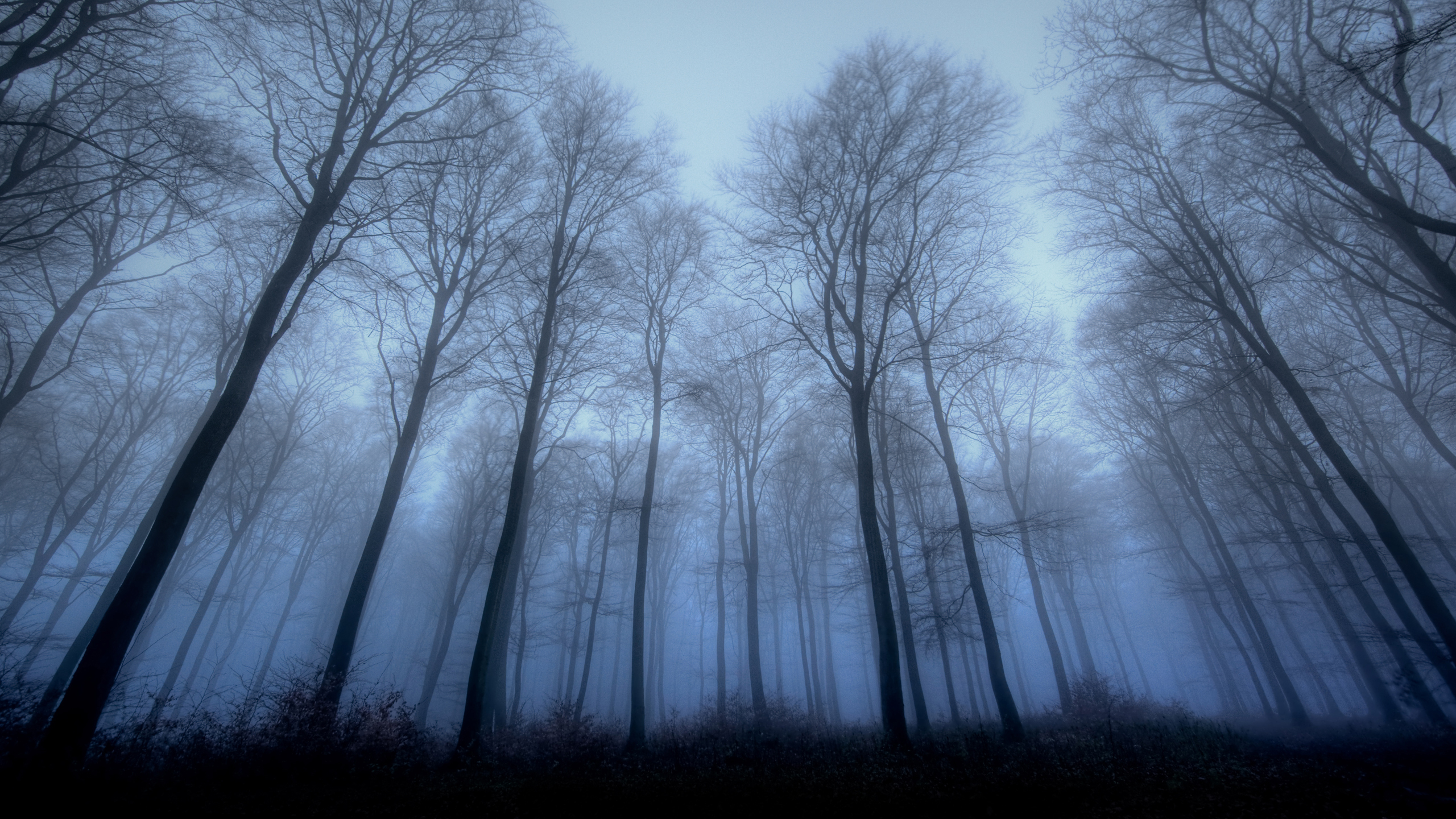 Téléchargez gratuitement l'image Forêt, Brouillard, Terre/nature sur le bureau de votre PC