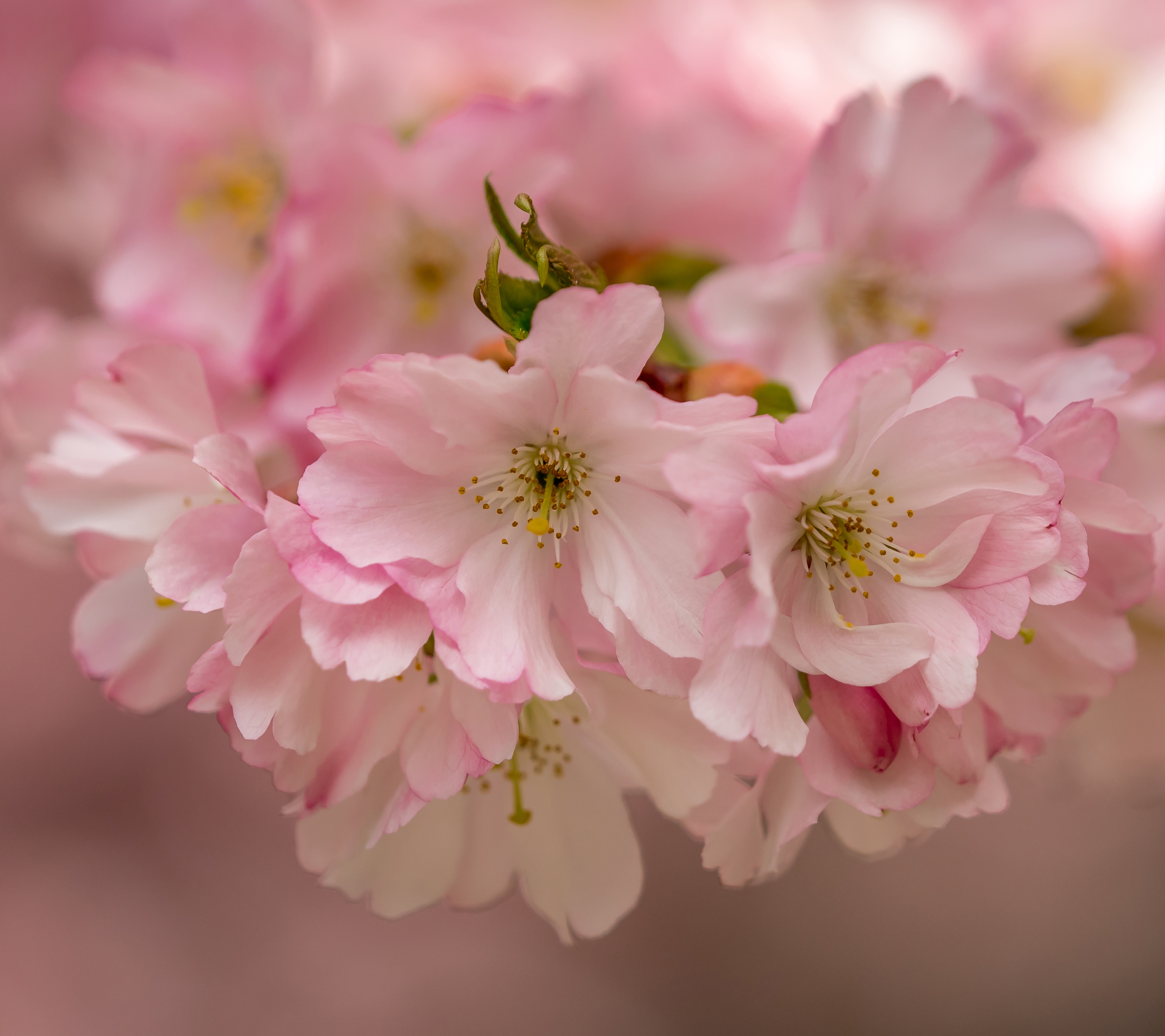 Descarga gratuita de fondo de pantalla para móvil de Naturaleza, Flores, Flor, Flor Rosa, De Cerca, Florecer, Flor De Cerezo, Tierra/naturaleza.