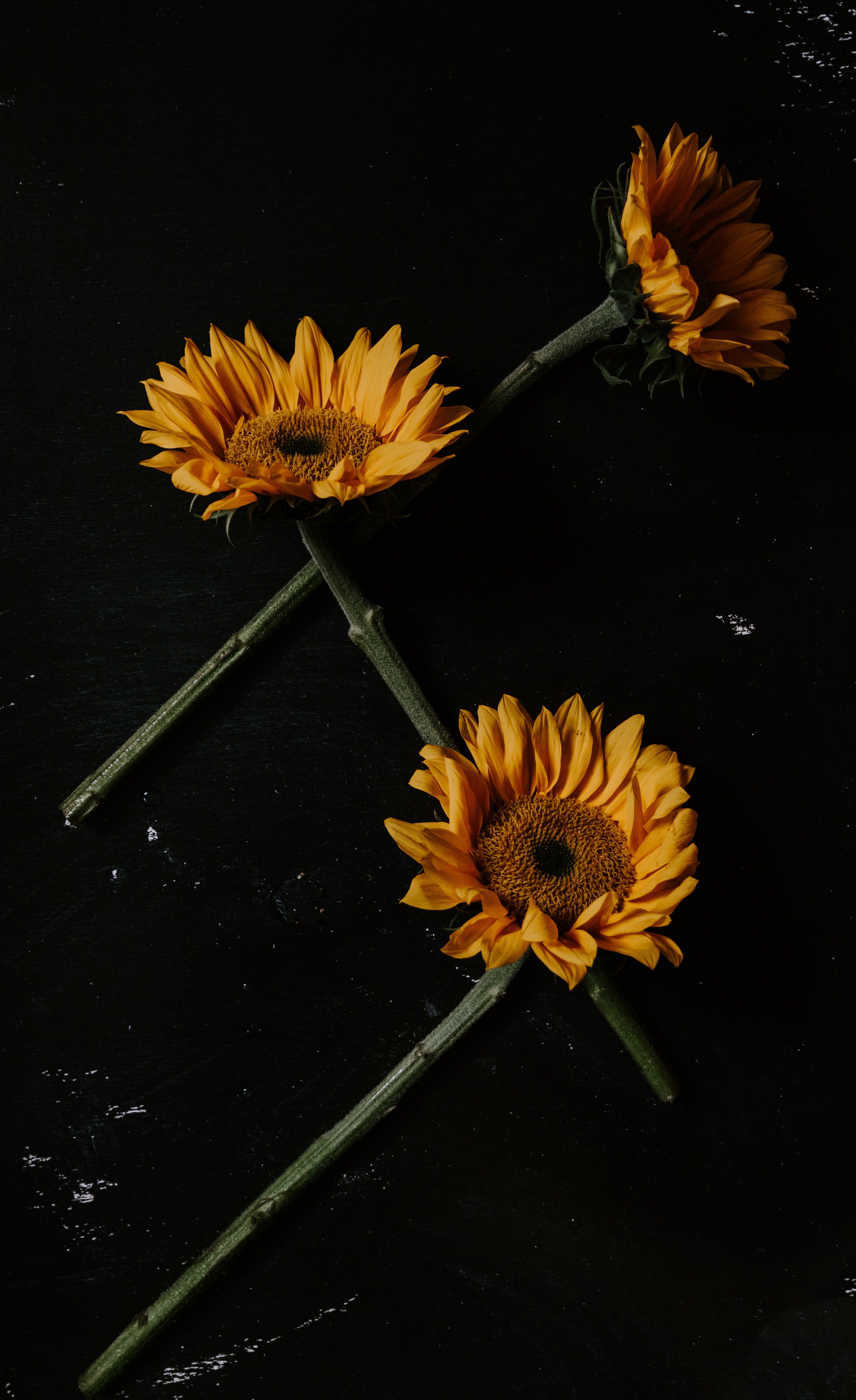 sunflowers, black, flowers, petals cellphone