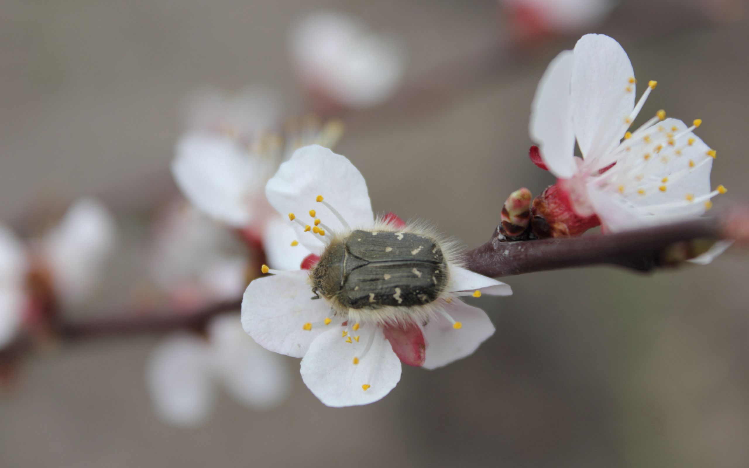 143620 descargar imagen cereza, flor, macro, bicho, escarabajo: fondos de pantalla y protectores de pantalla gratis