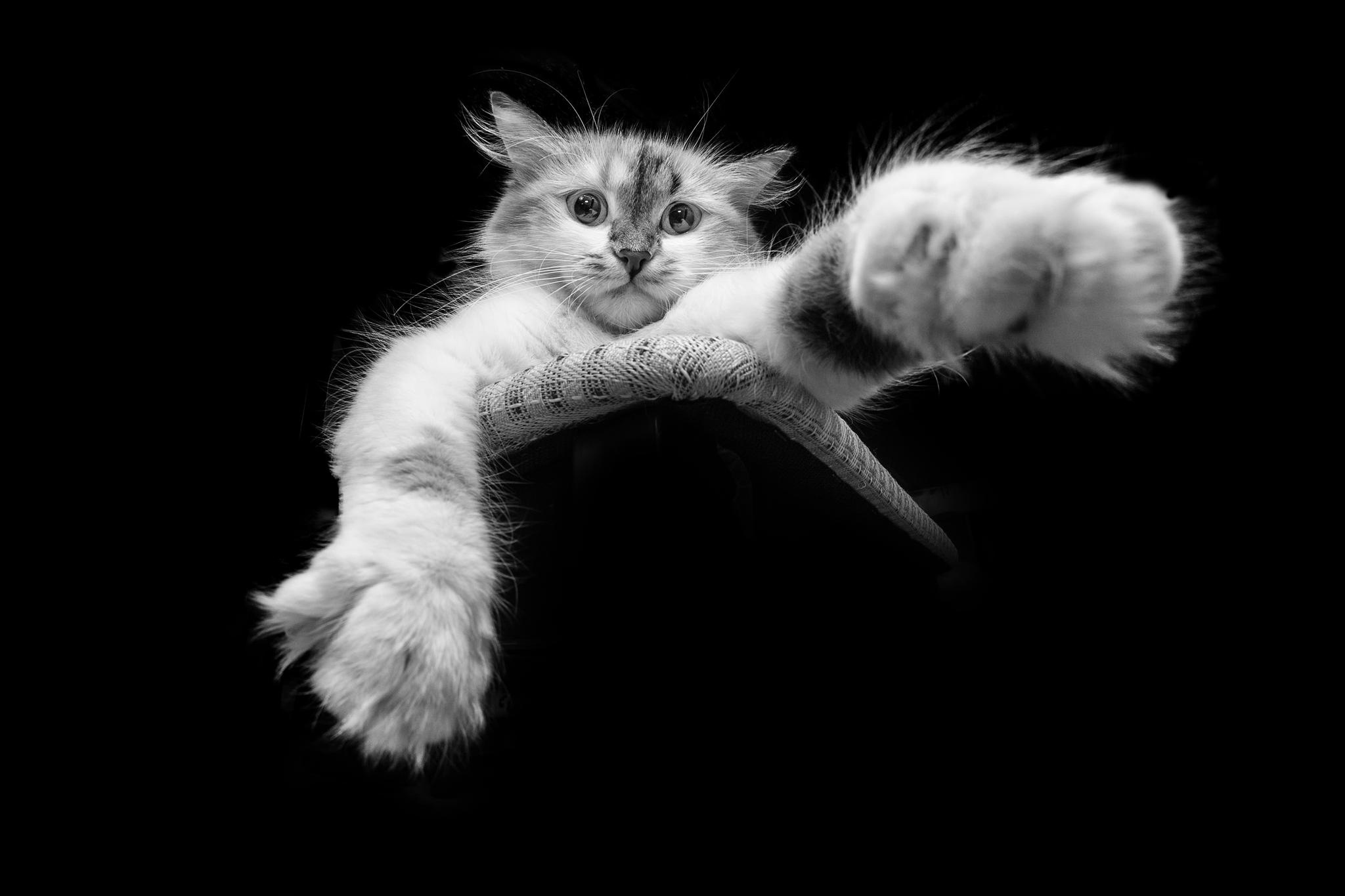 animal, cat, black & white, paw, cats