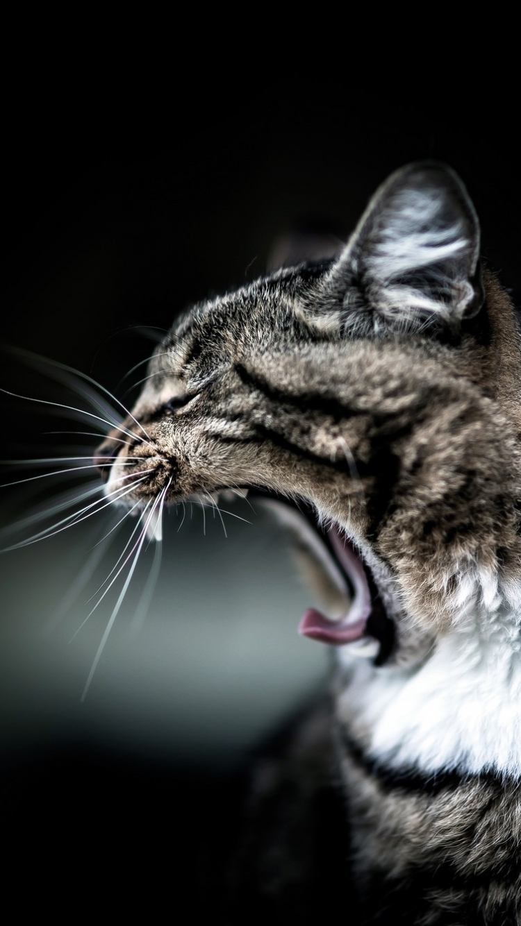 Download mobile wallpaper Funny, Cats, Cat, Animal, Yawn, Whiskers for free.
