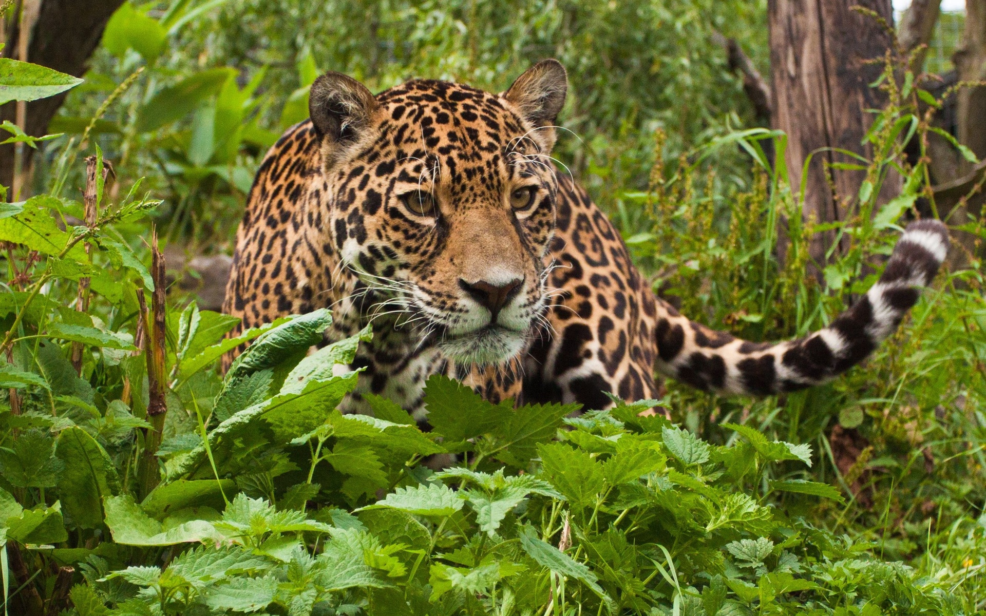 1460173 descargar imagen animales, jaguar: fondos de pantalla y protectores de pantalla gratis