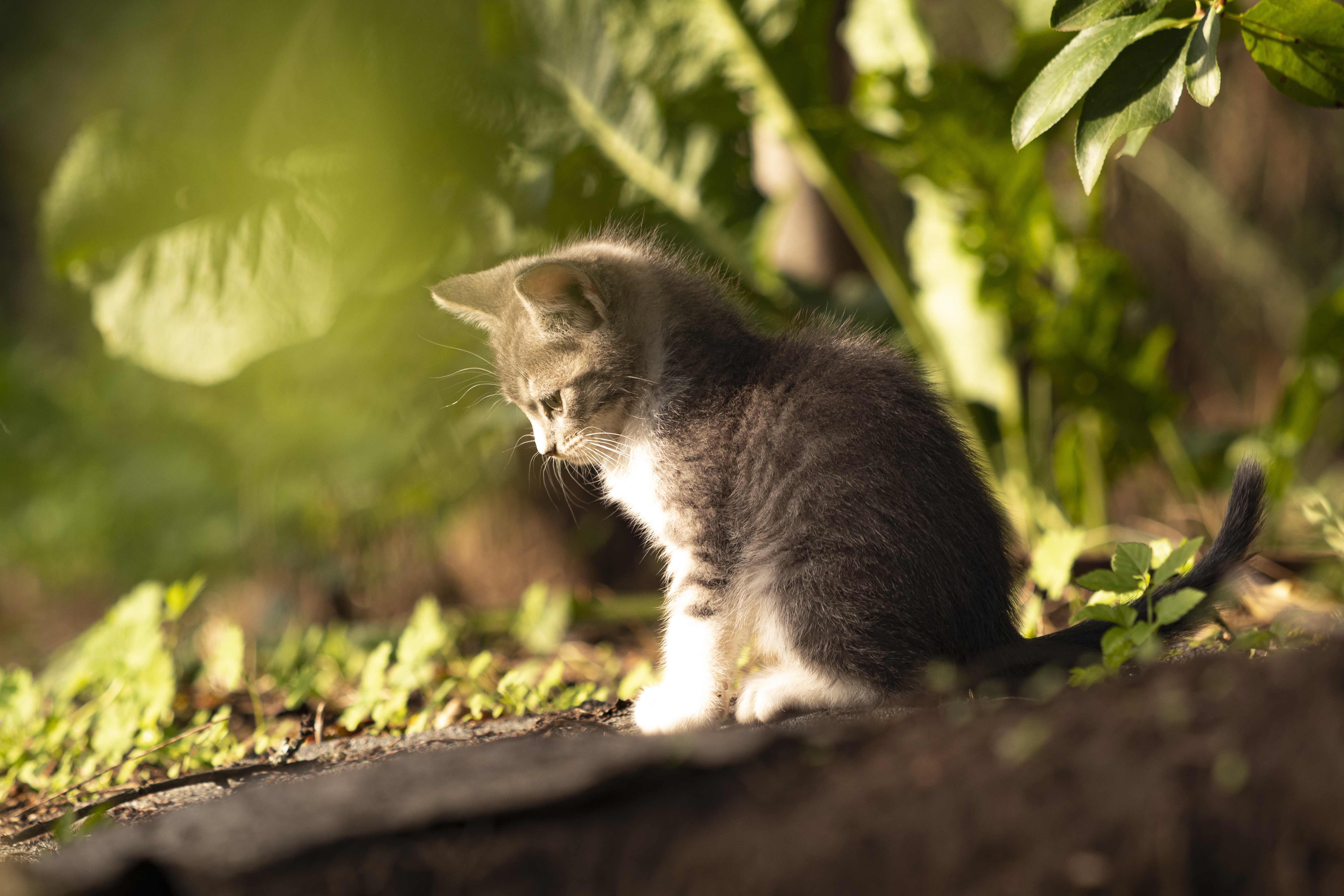 PCデスクトップに動物, ネコ, 猫, 子猫, 赤ちゃん動物画像を無料でダウンロード