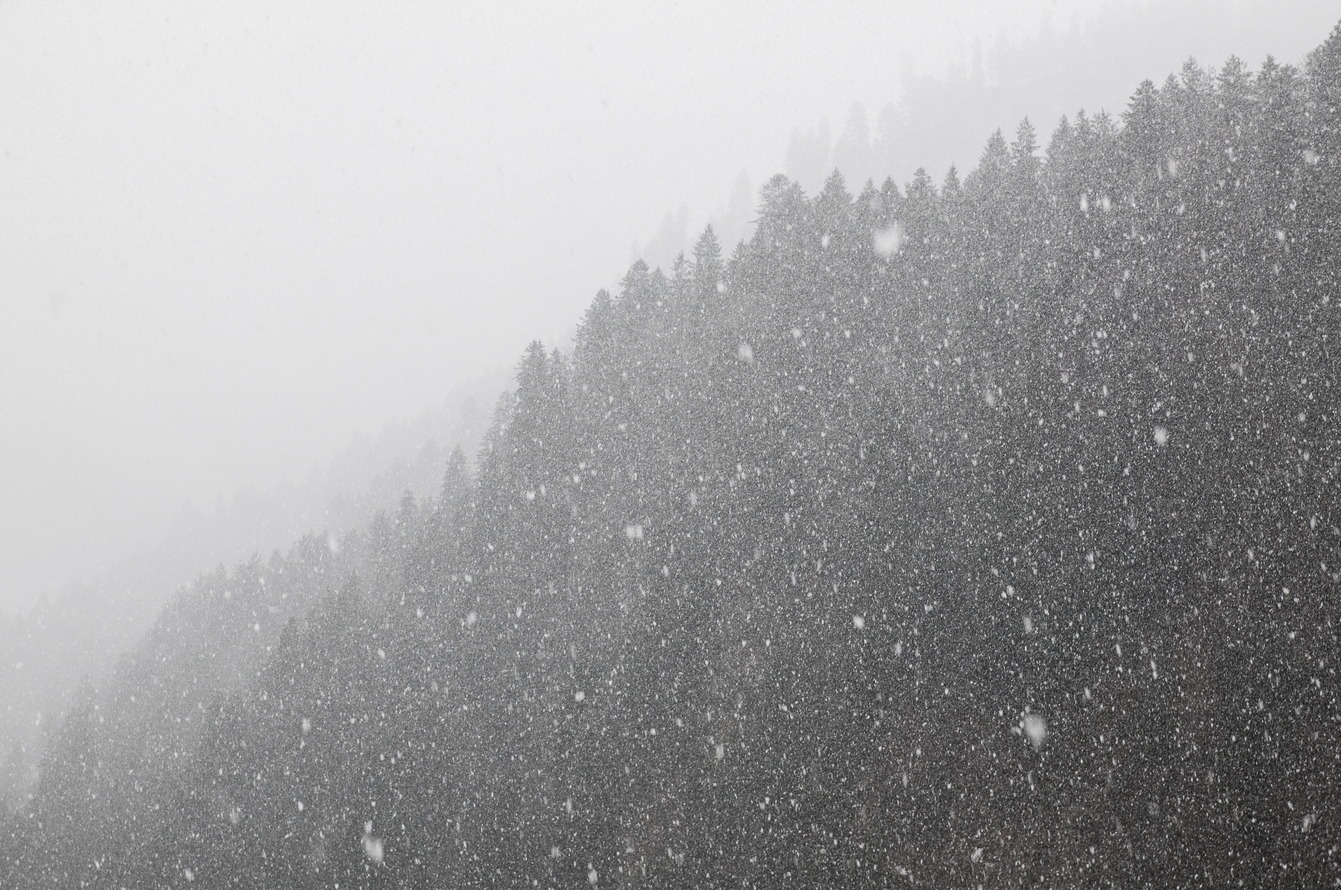 Скачать обои бесплатно Снег, Метель, Лес, Природа, Чб, Зима картинка на рабочий стол ПК