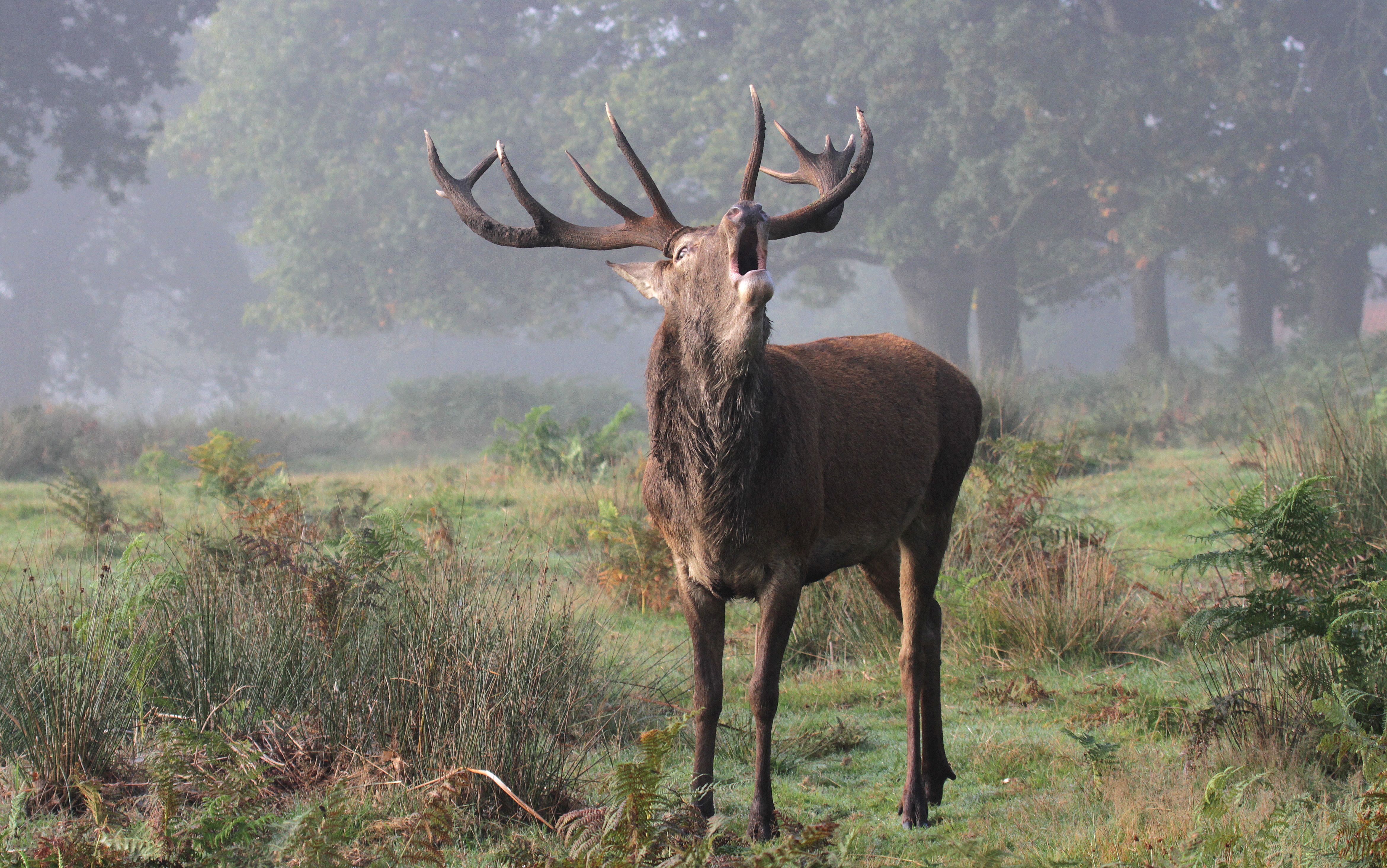 Download mobile wallpaper Animal, Deer for free.