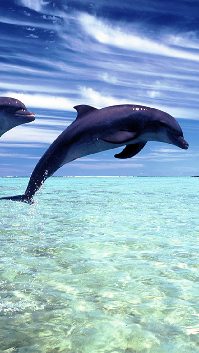 Download mobile wallpaper Animal, Dolphin for free.