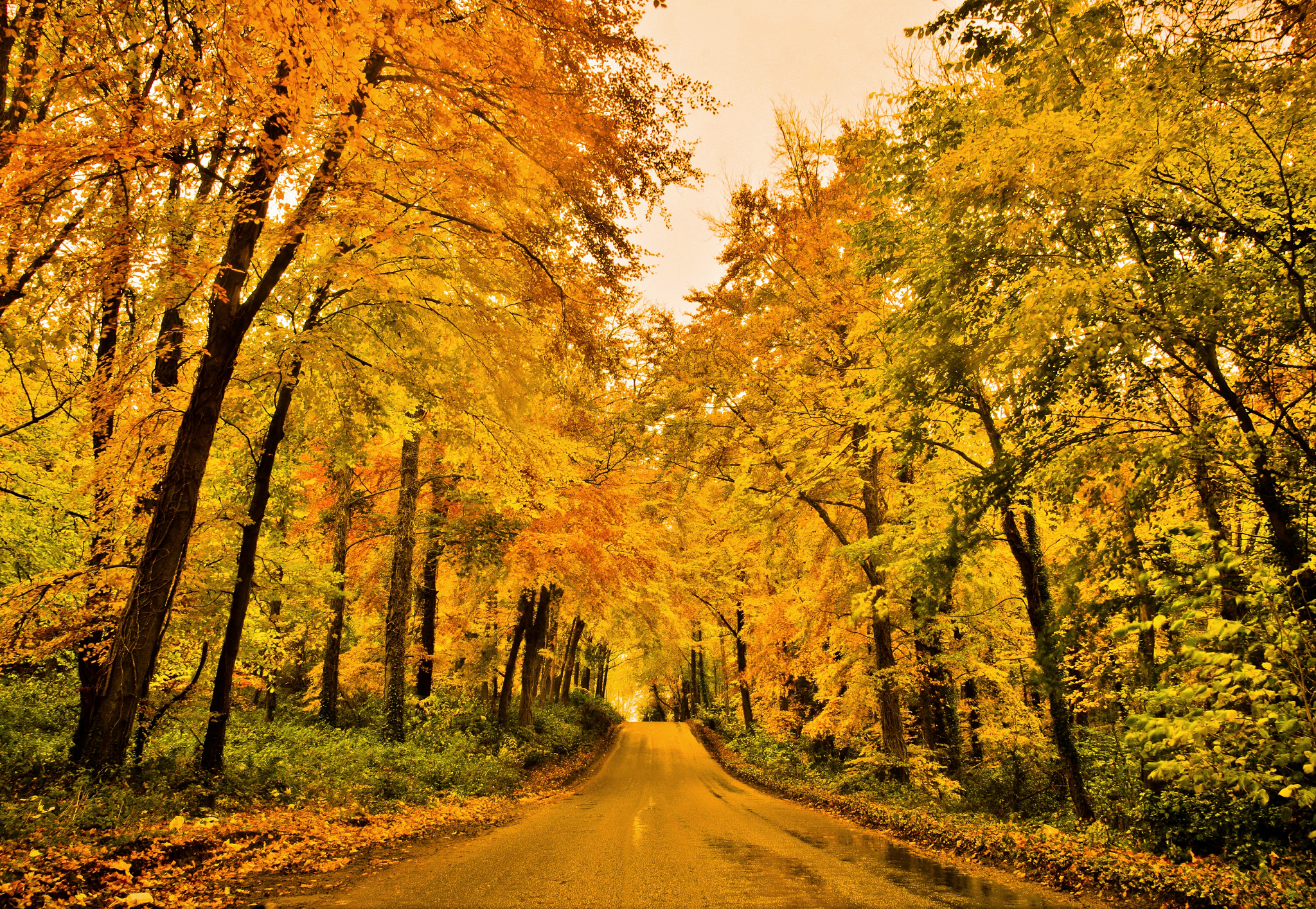 Free download wallpaper Road, Forest, Tree, Fall, Man Made on your PC desktop