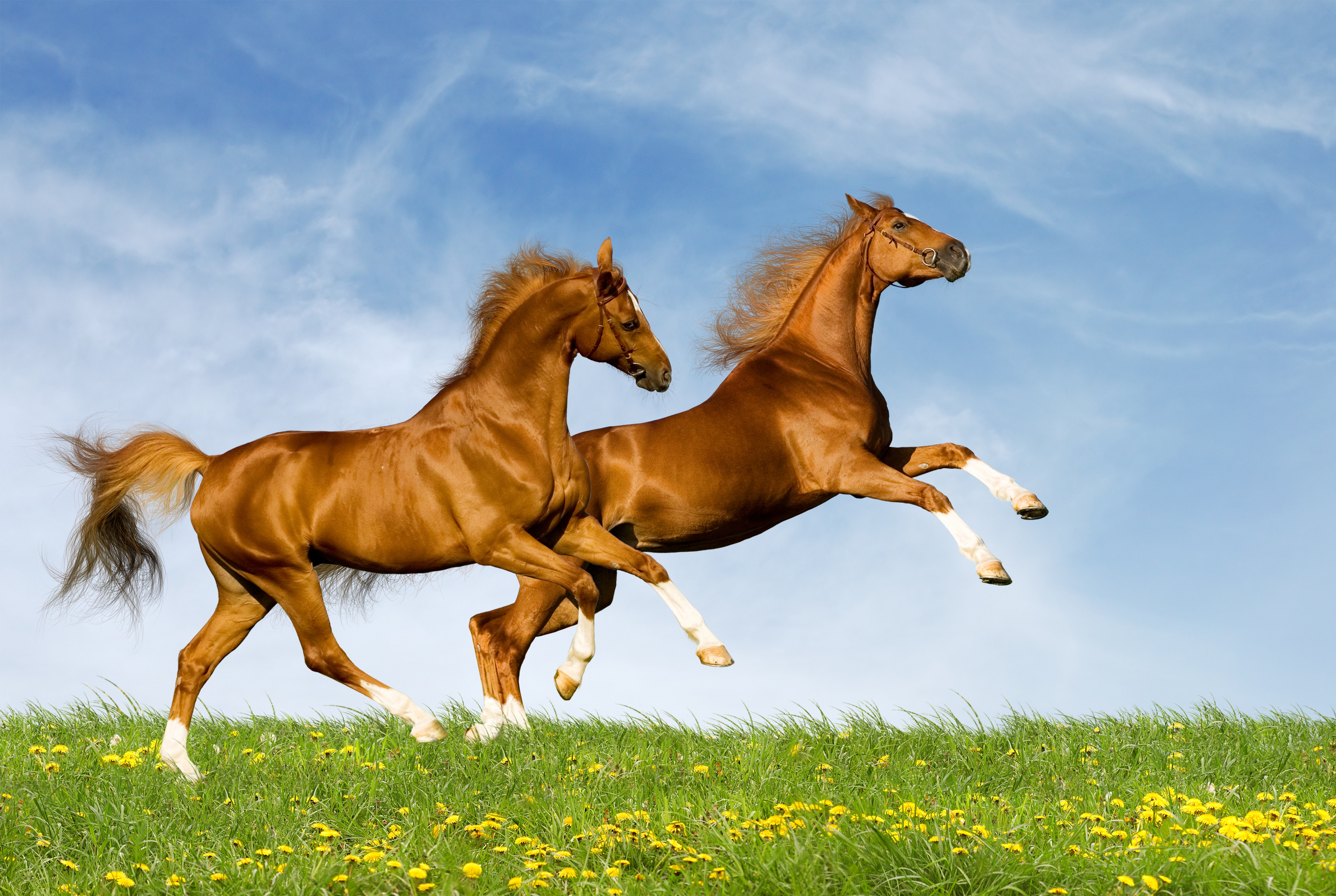134463 скачать картинку лошади, лето, природа, пара, животные, прыжок - обои и заставки бесплатно