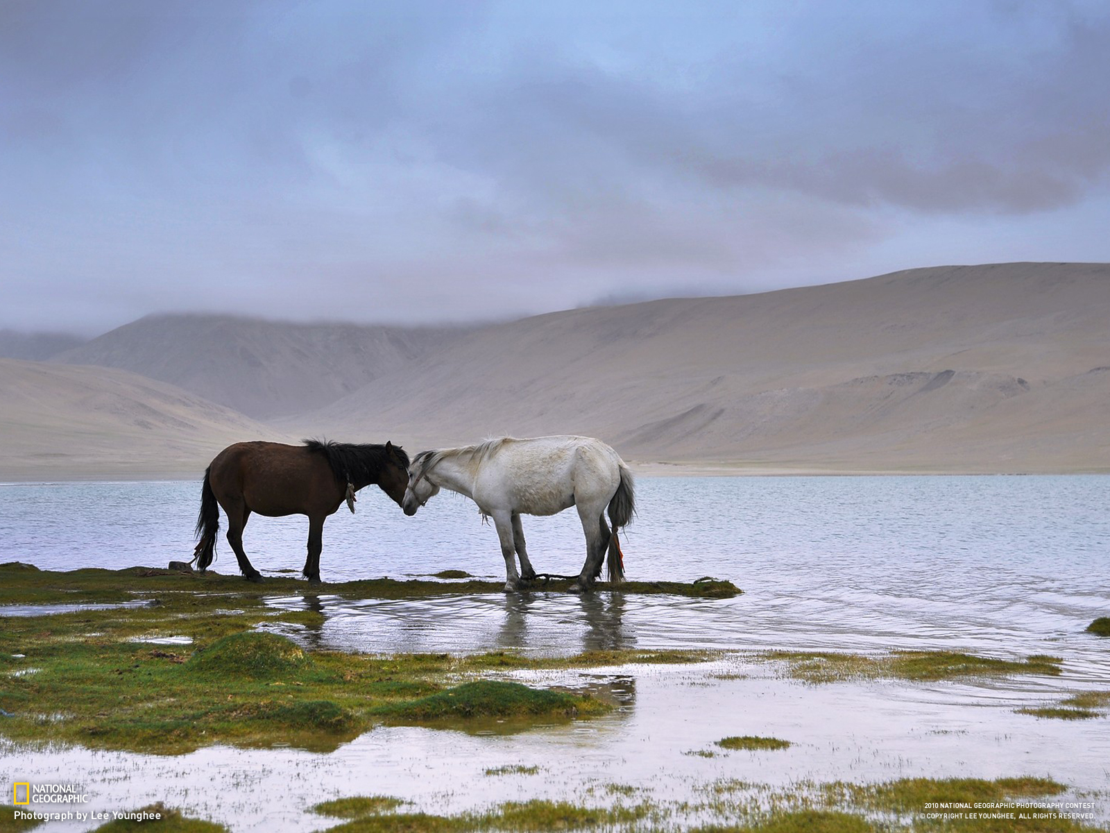 Descarga gratuita de fondo de pantalla para móvil de Animales, Caballo.