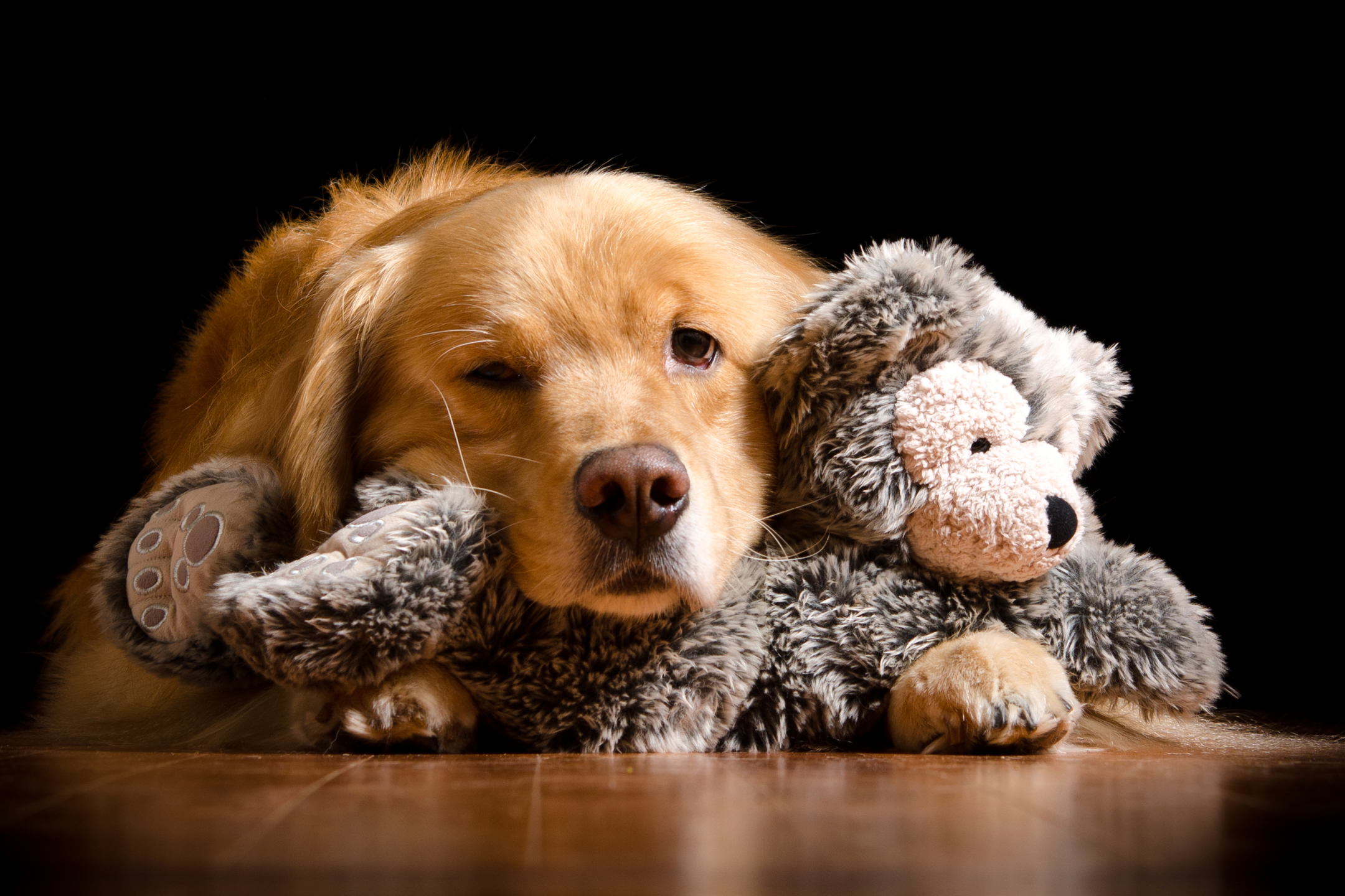 Free download wallpaper Dogs, Dog, Animal, Golden Retriever, Stuffed Animal on your PC desktop