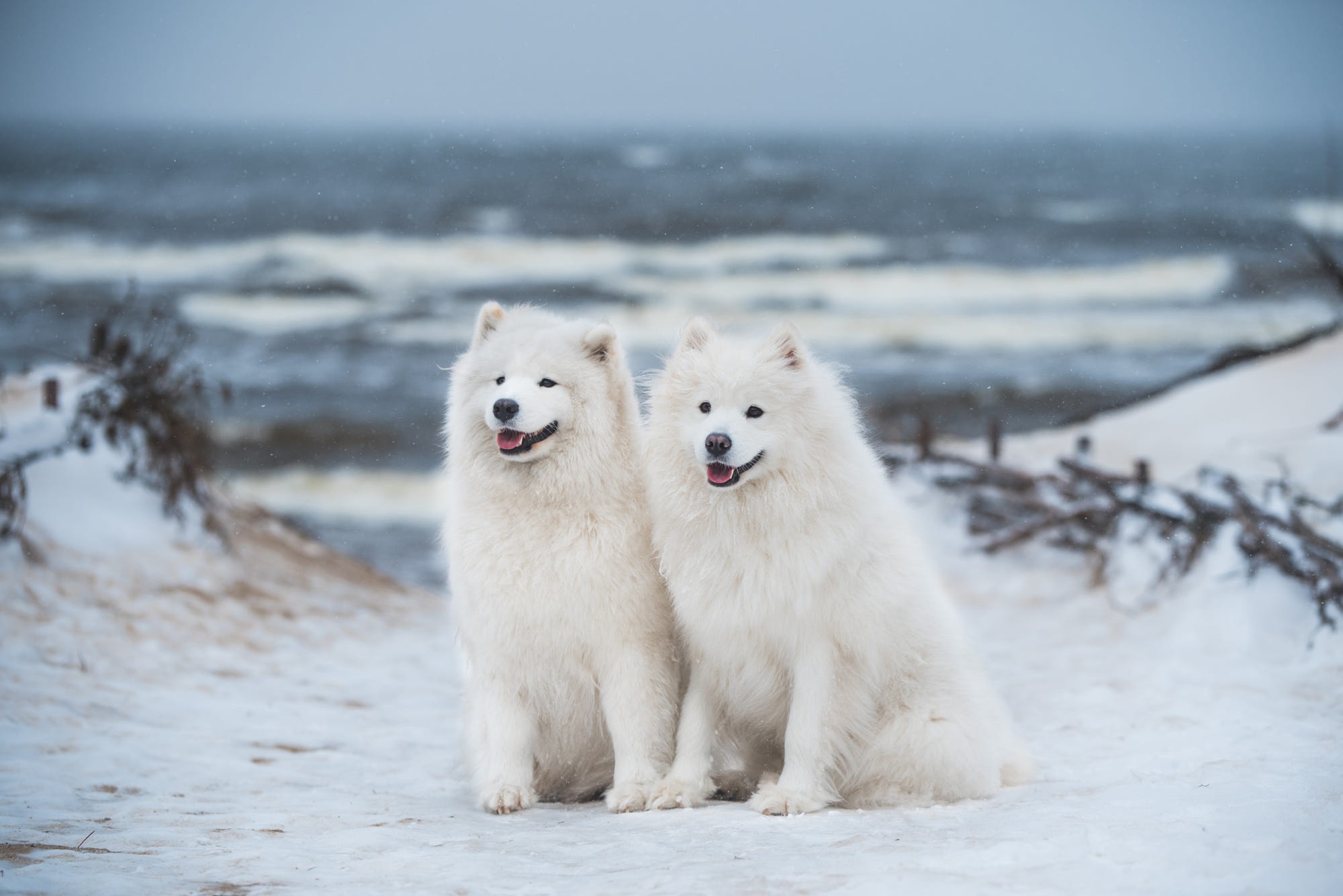 Download mobile wallpaper Dogs, Animal, Puppy, Samoyed, Baby Animal for free.