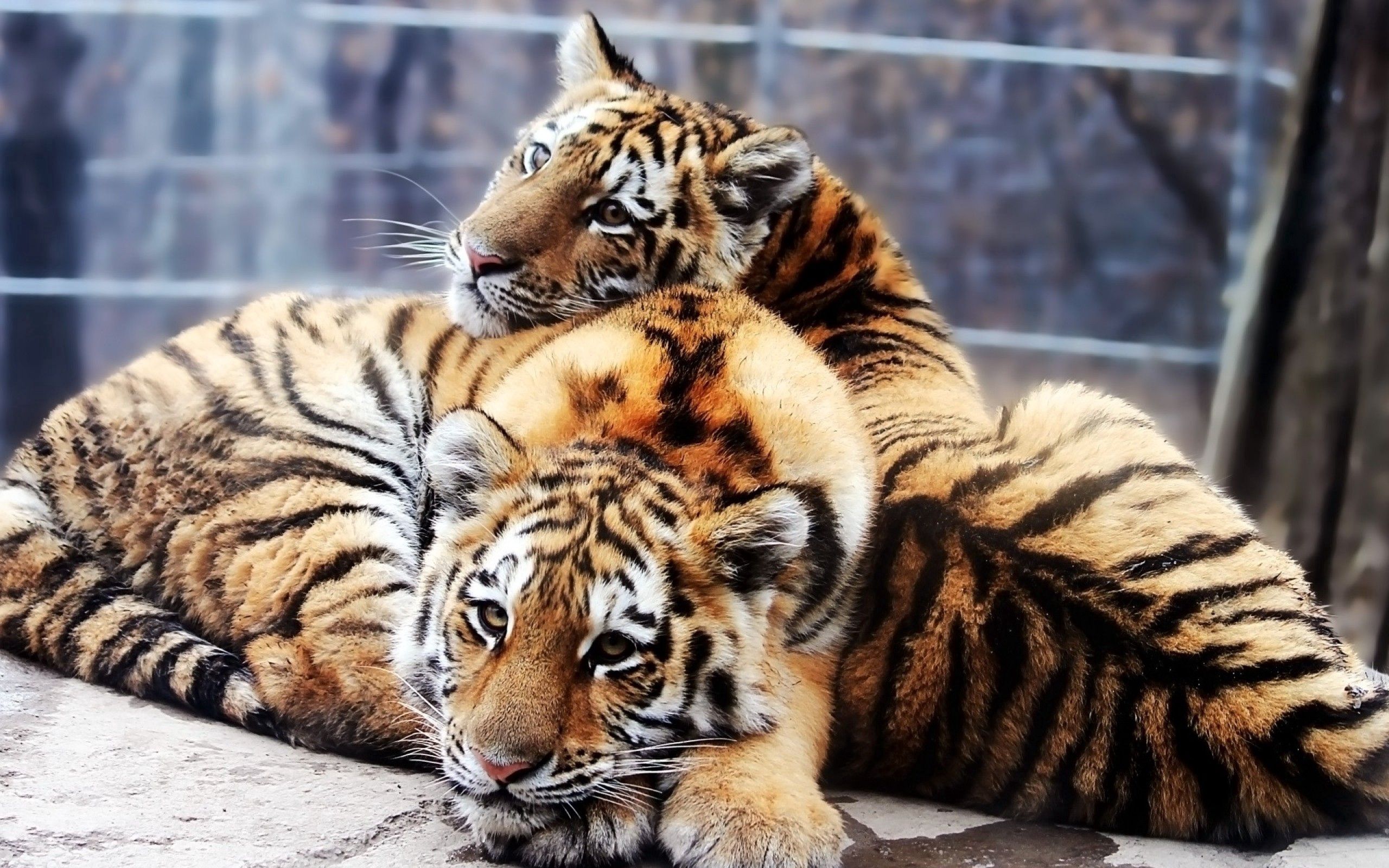 143057 скачать обои тигры, лежать, детеныши, пара, животные - заставки и картинки бесплатно