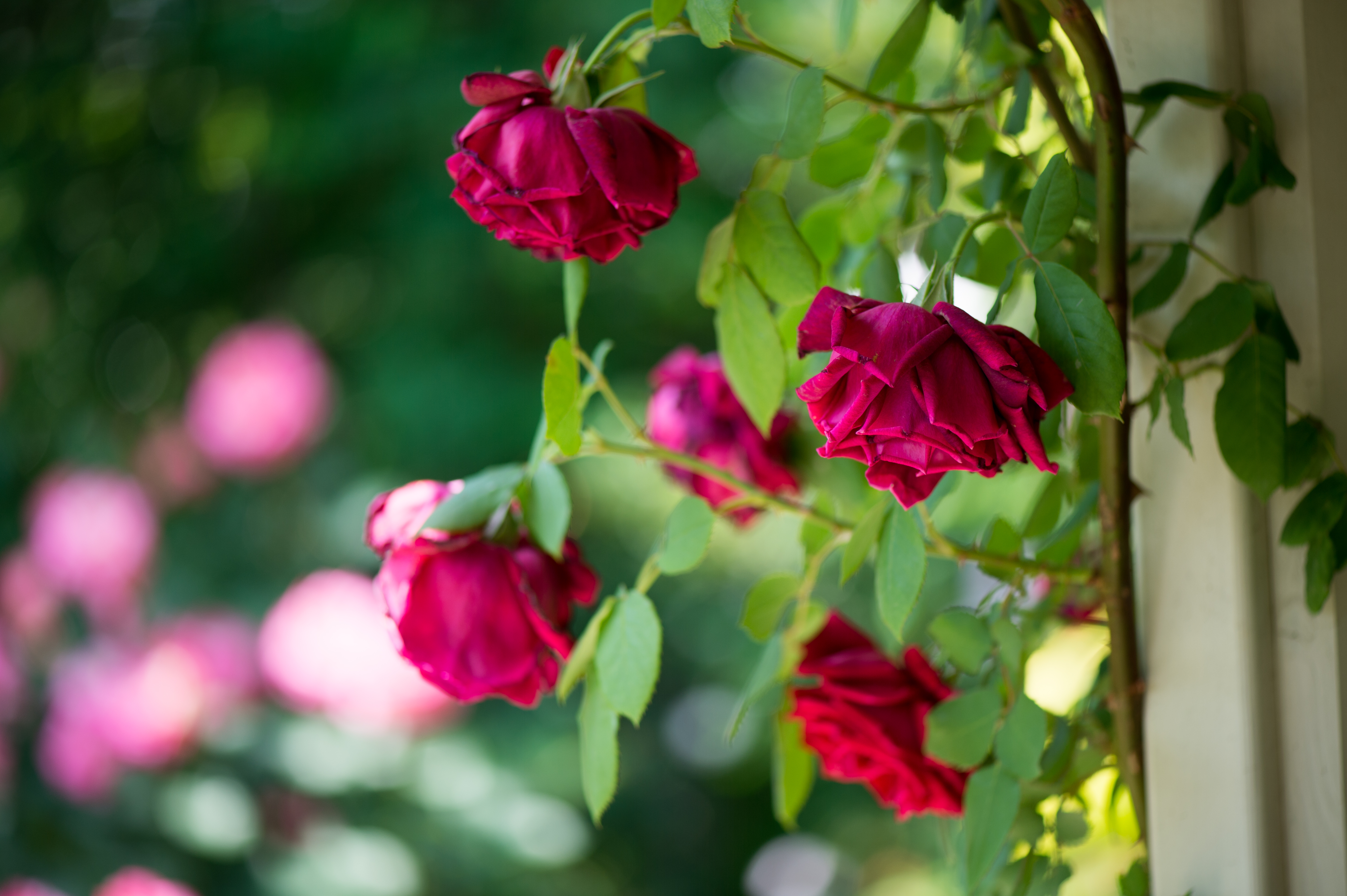 Téléchargez gratuitement l'image Fleurs, Rose, Fleur, Macro, Bourgeon, Bokeh, Pétale, Terre/nature sur le bureau de votre PC