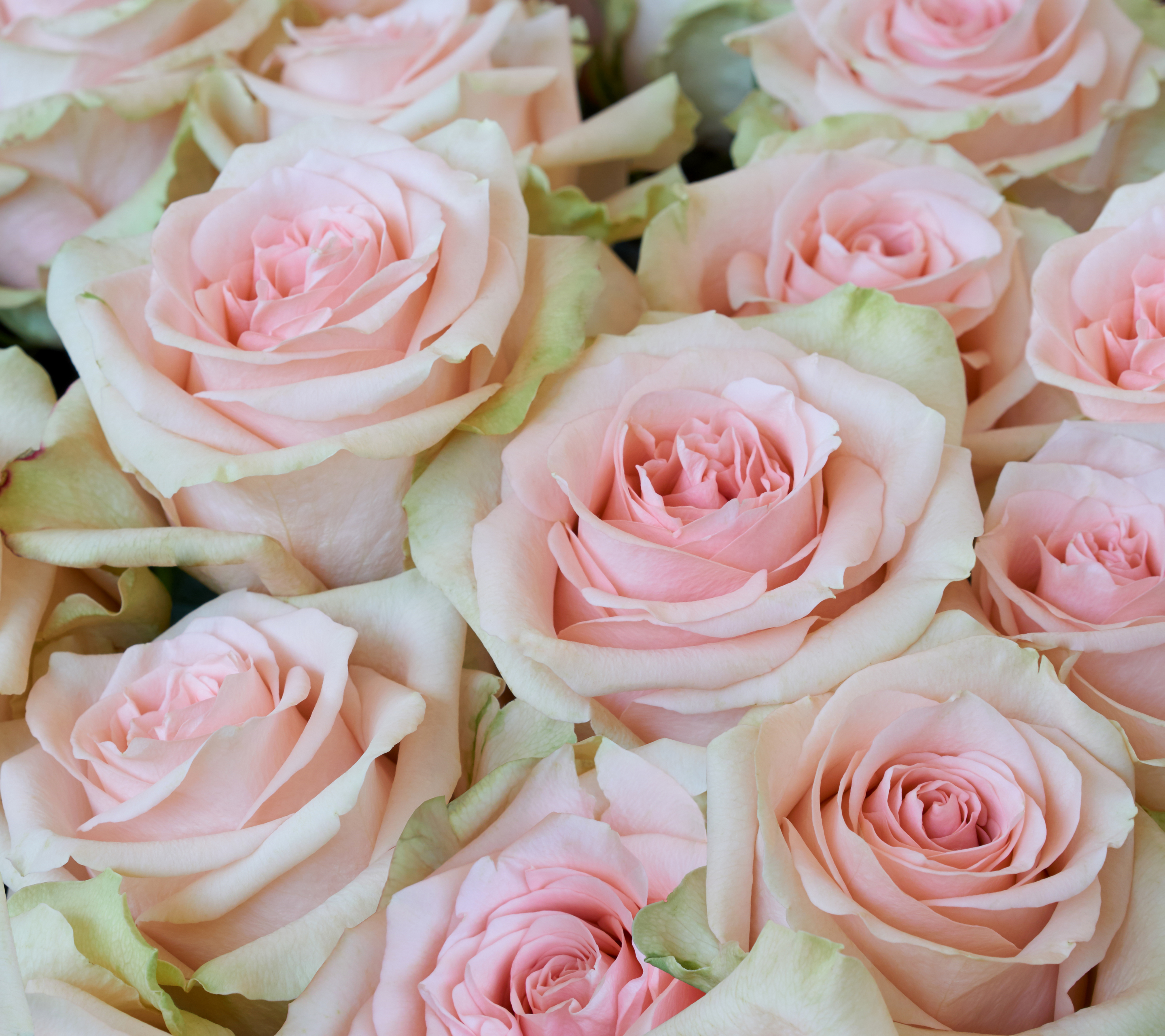 無料モバイル壁紙フラワーズ, 花, 薔薇, 閉じる, 地球, ピンクの花をダウンロードします。