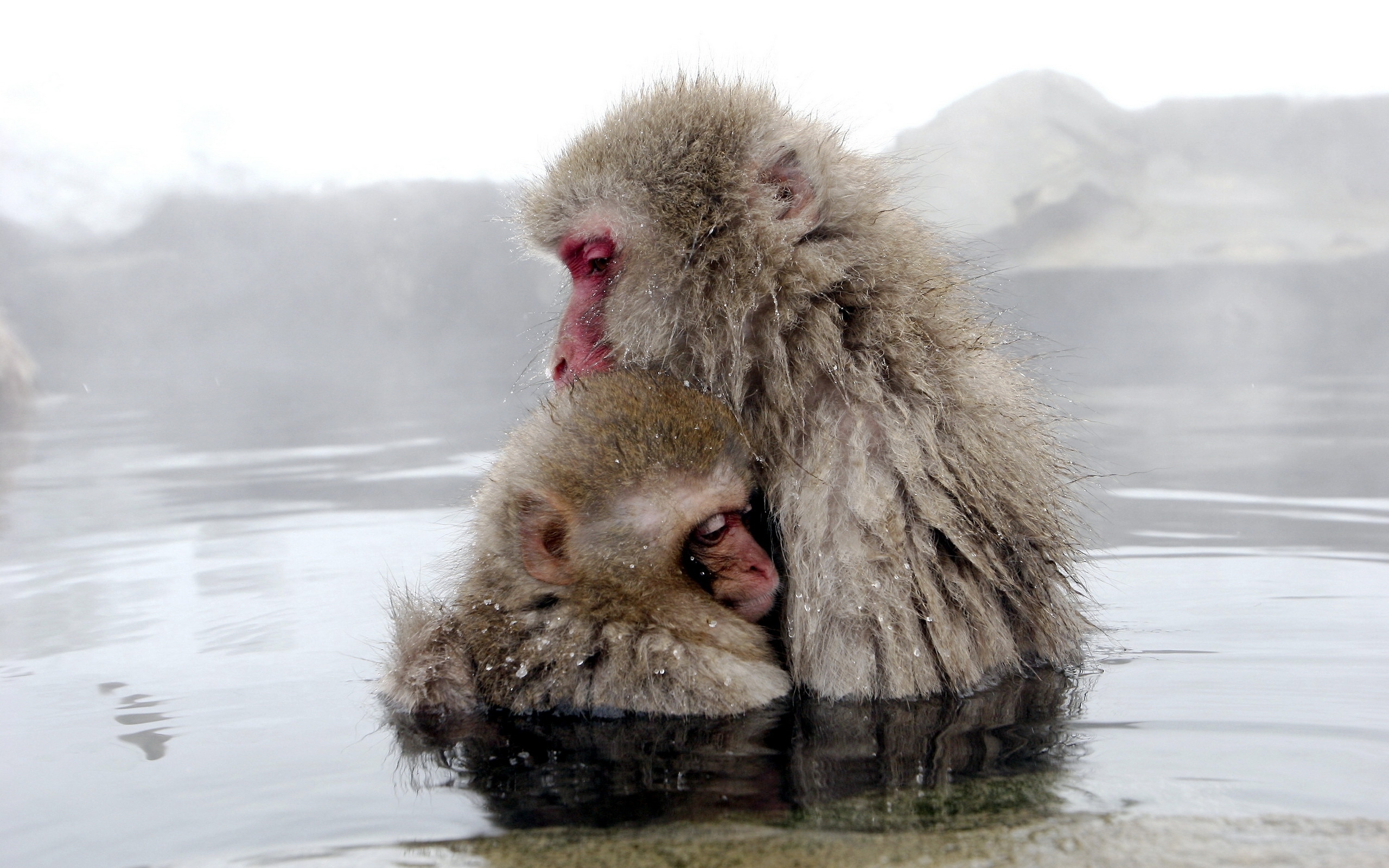 Descarga gratis la imagen Monos, Animales en el escritorio de tu PC