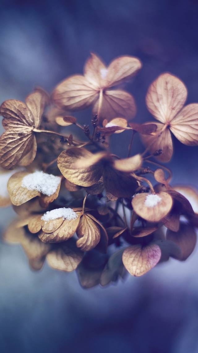 Baixar papel de parede para celular de Flores, Floração, Terra/natureza gratuito.