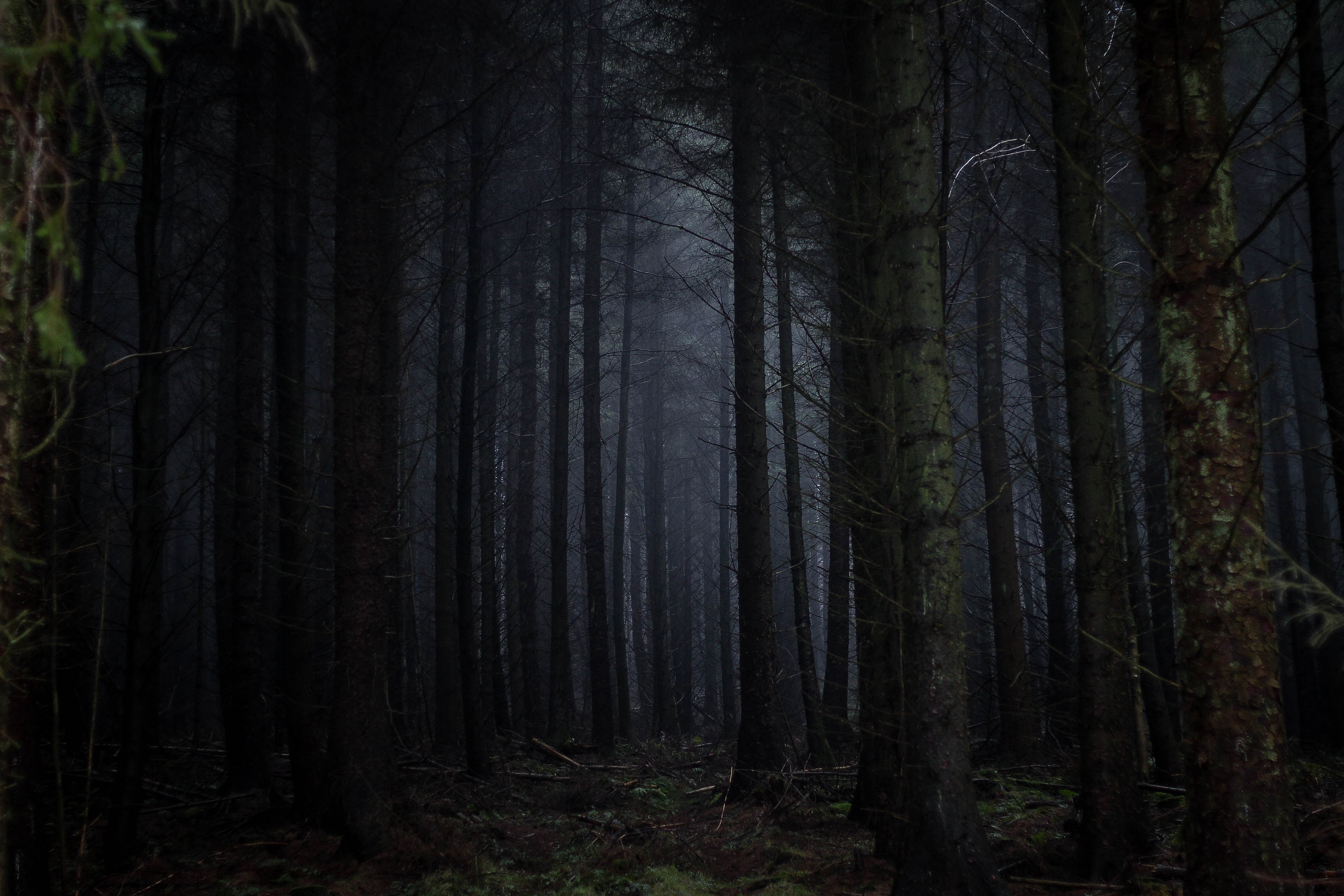 84635 скачать обои темные, темный, туман, мрачный, лес, деревья - заставки и картинки бесплатно