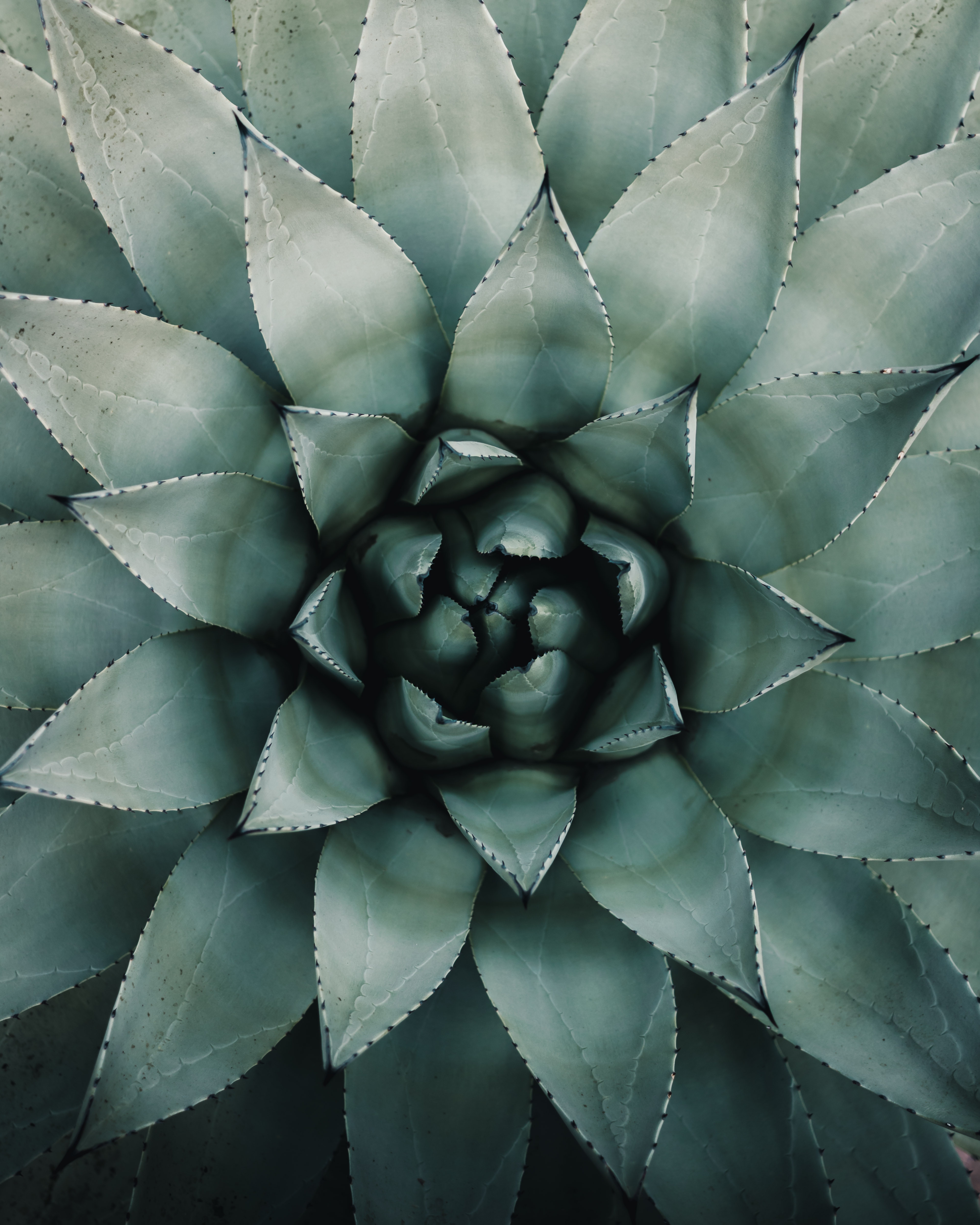 Download mobile wallpaper Agave Blue, Agave, Blue Agave, Leaves, Plant, Flowers, Symmetry for free.