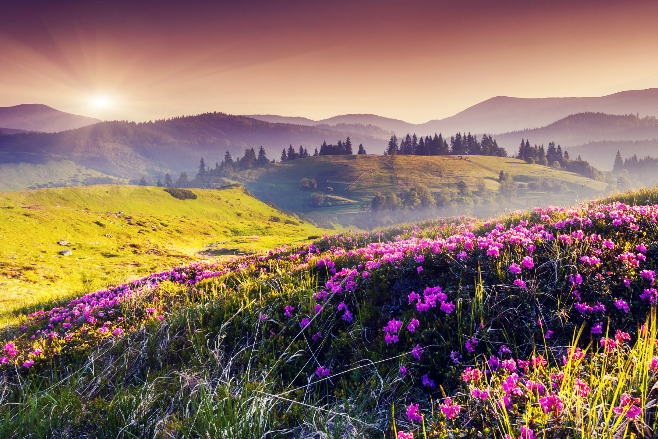 Free download wallpaper Landscape, Nature, Flower, Earth, Field, Sunbeam, Pink Flower, Sunbean on your PC desktop