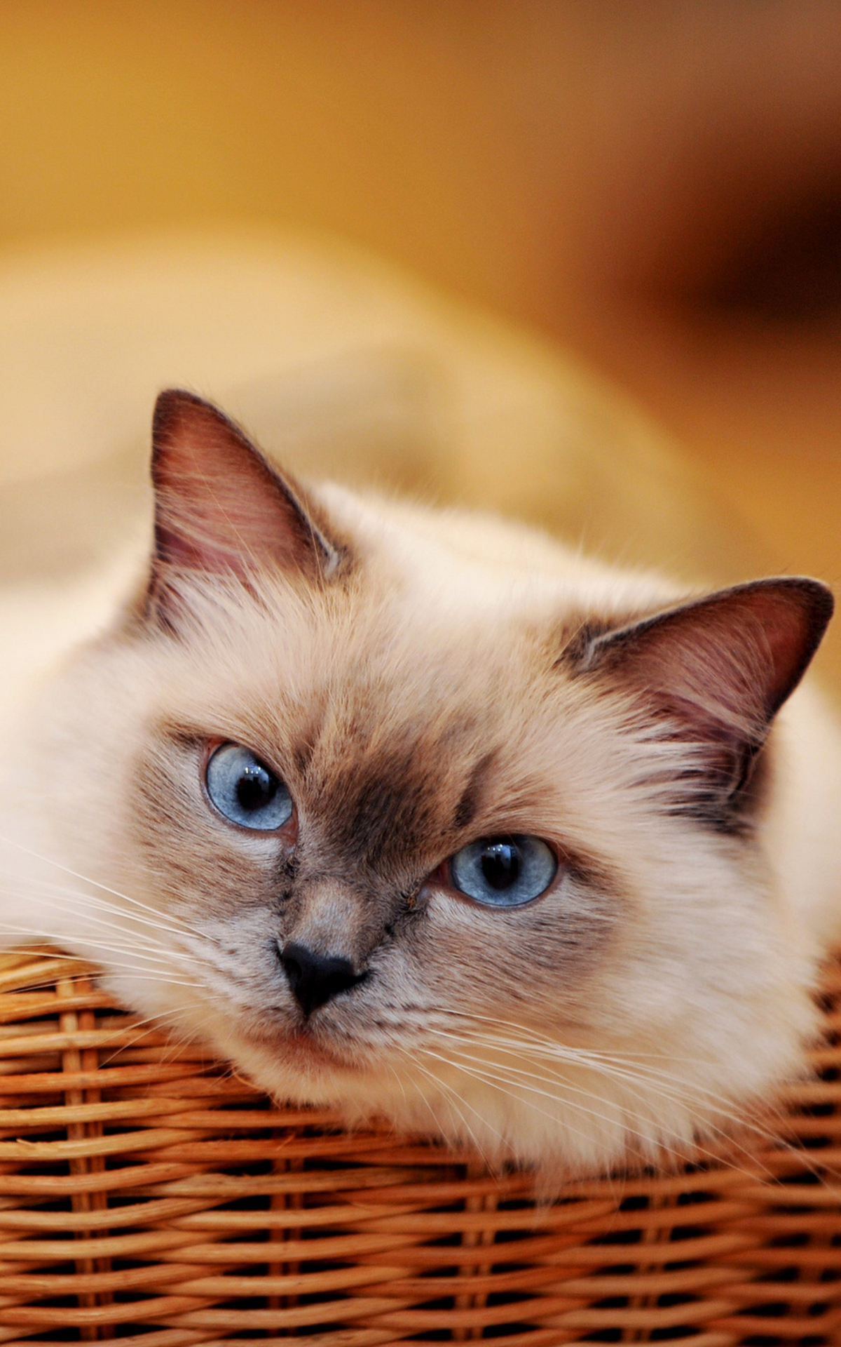 Download mobile wallpaper Cats, Cat, Animal, Blue Eyes for free.