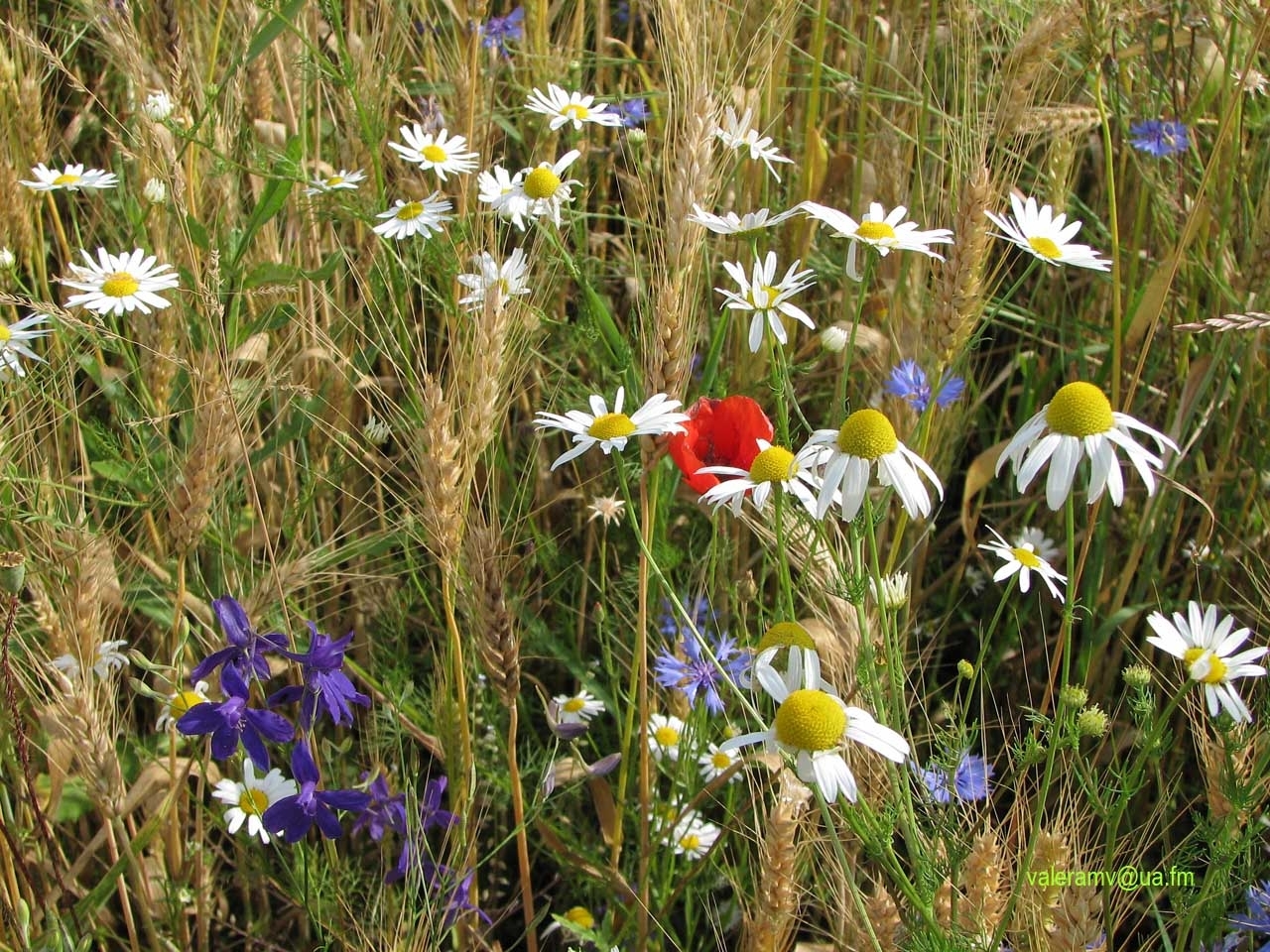 Download mobile wallpaper Grass, Camomile, Flowers, Blue Cornflowers, Plants, Poppies for free.
