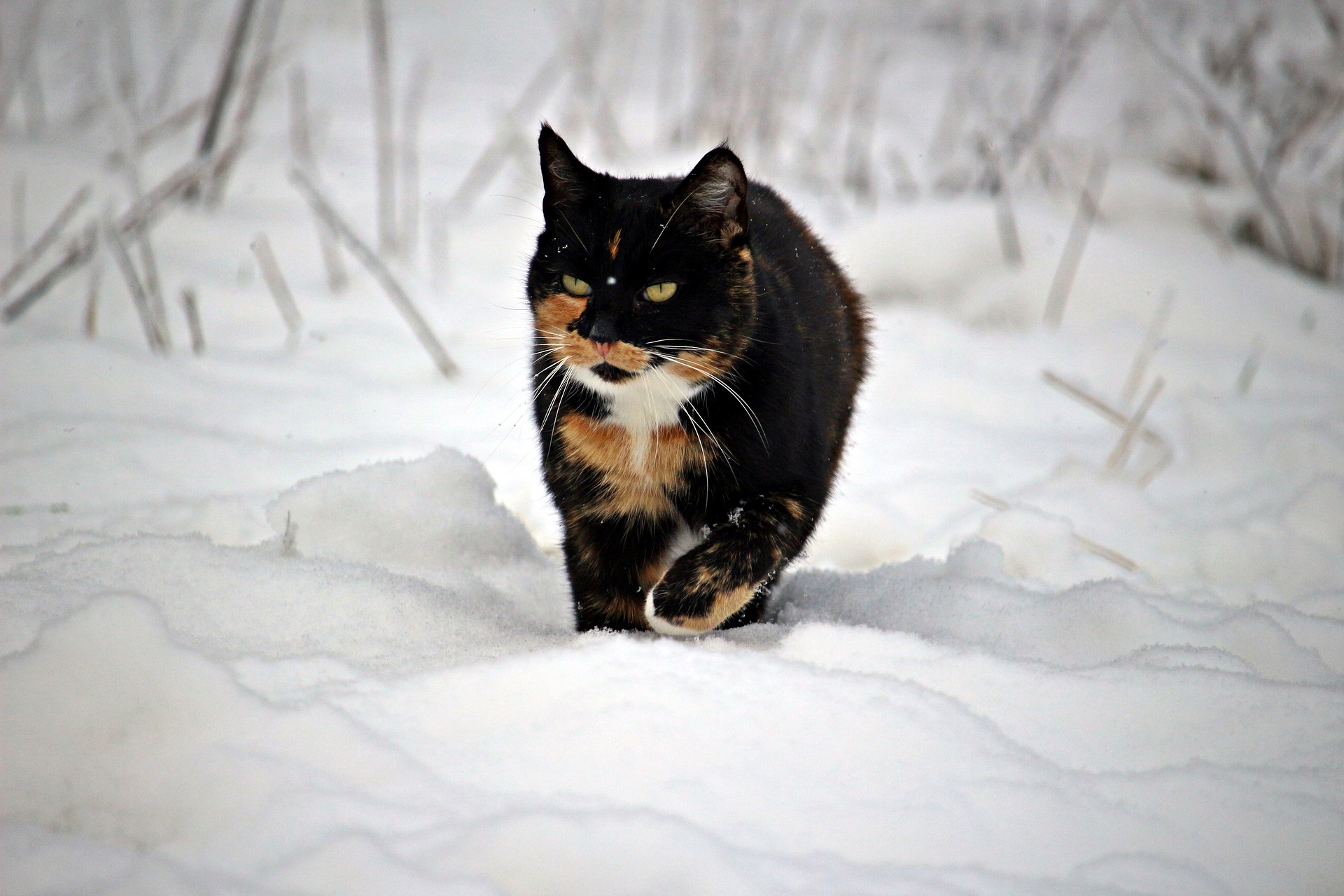 無料モバイル壁紙動物, 冬, 雪, ネコ, 猫をダウンロードします。