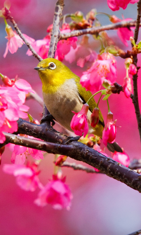 Download mobile wallpaper Birds, Animal, White Eye for free.