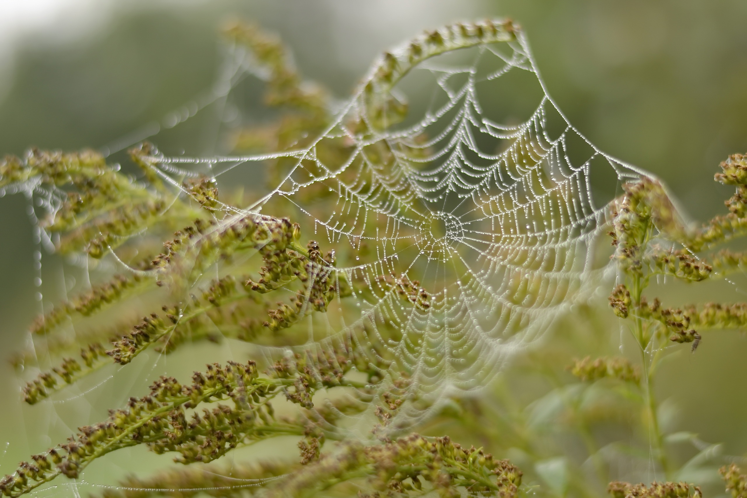 Download mobile wallpaper Plant, Macro, Photography, Water Drop, Spider Web for free.