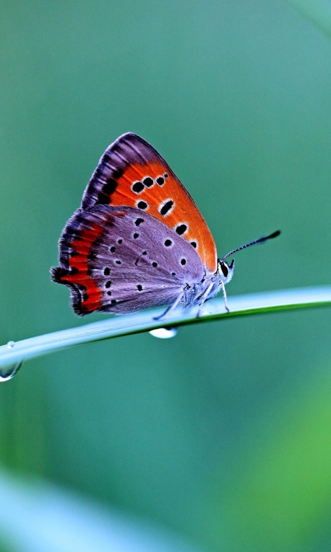 Descarga gratuita de fondo de pantalla para móvil de Animales, Mariposa.