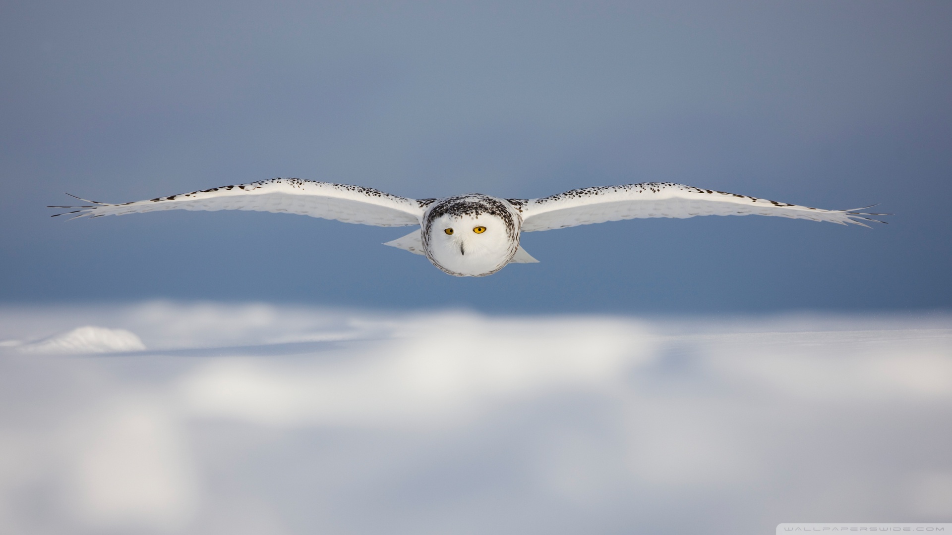 Download mobile wallpaper Snowy Owl, Bird, Birds, Animal for free.