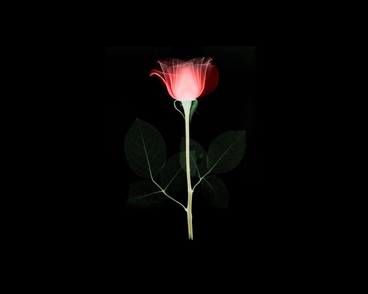 artistic, rose, flower