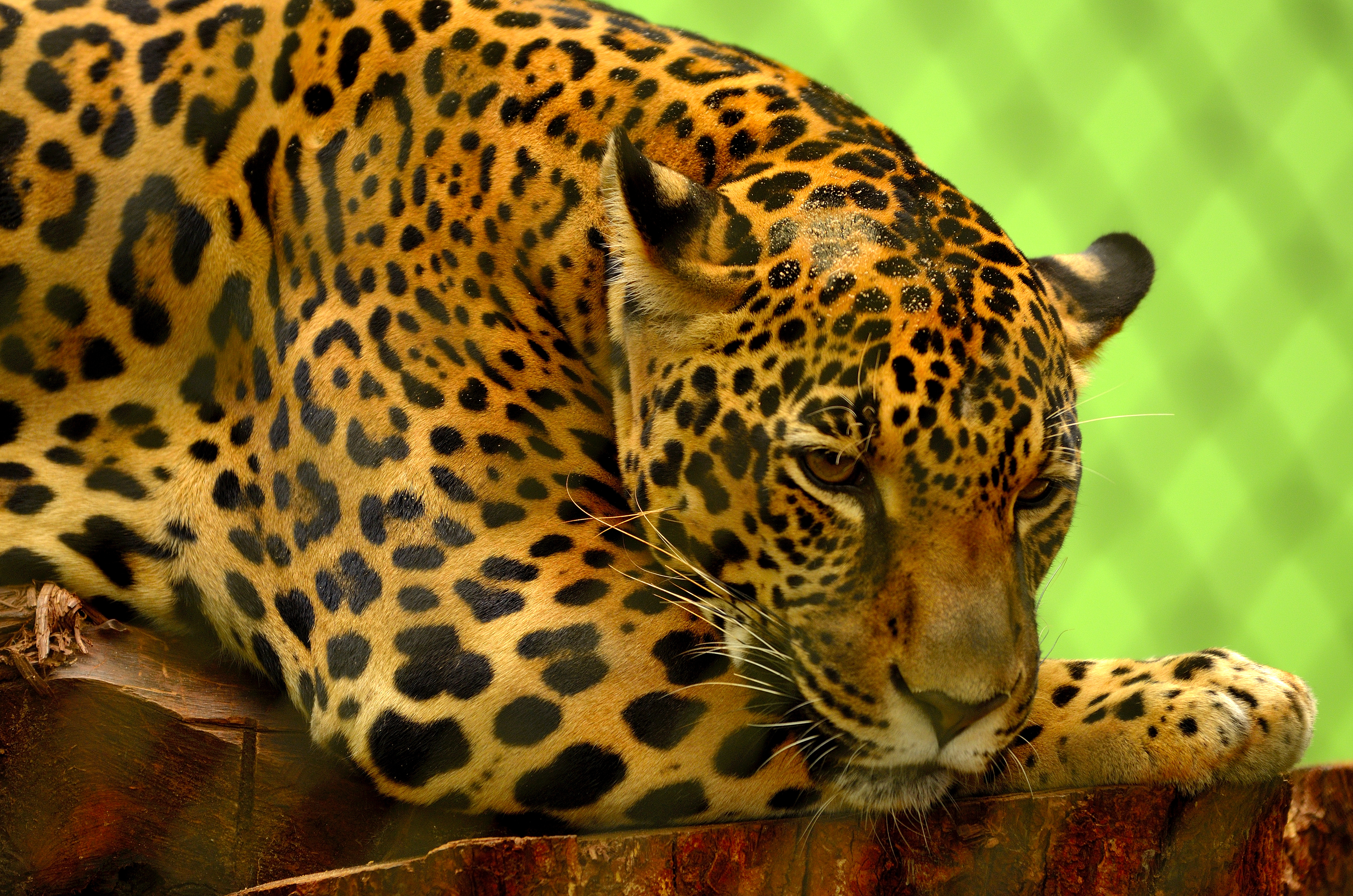 Laden Sie das Jaguar, Liegt, Lügen, Schnauze, Raubtier, Tiere, Predator-Bild kostenlos auf Ihren PC-Desktop herunter
