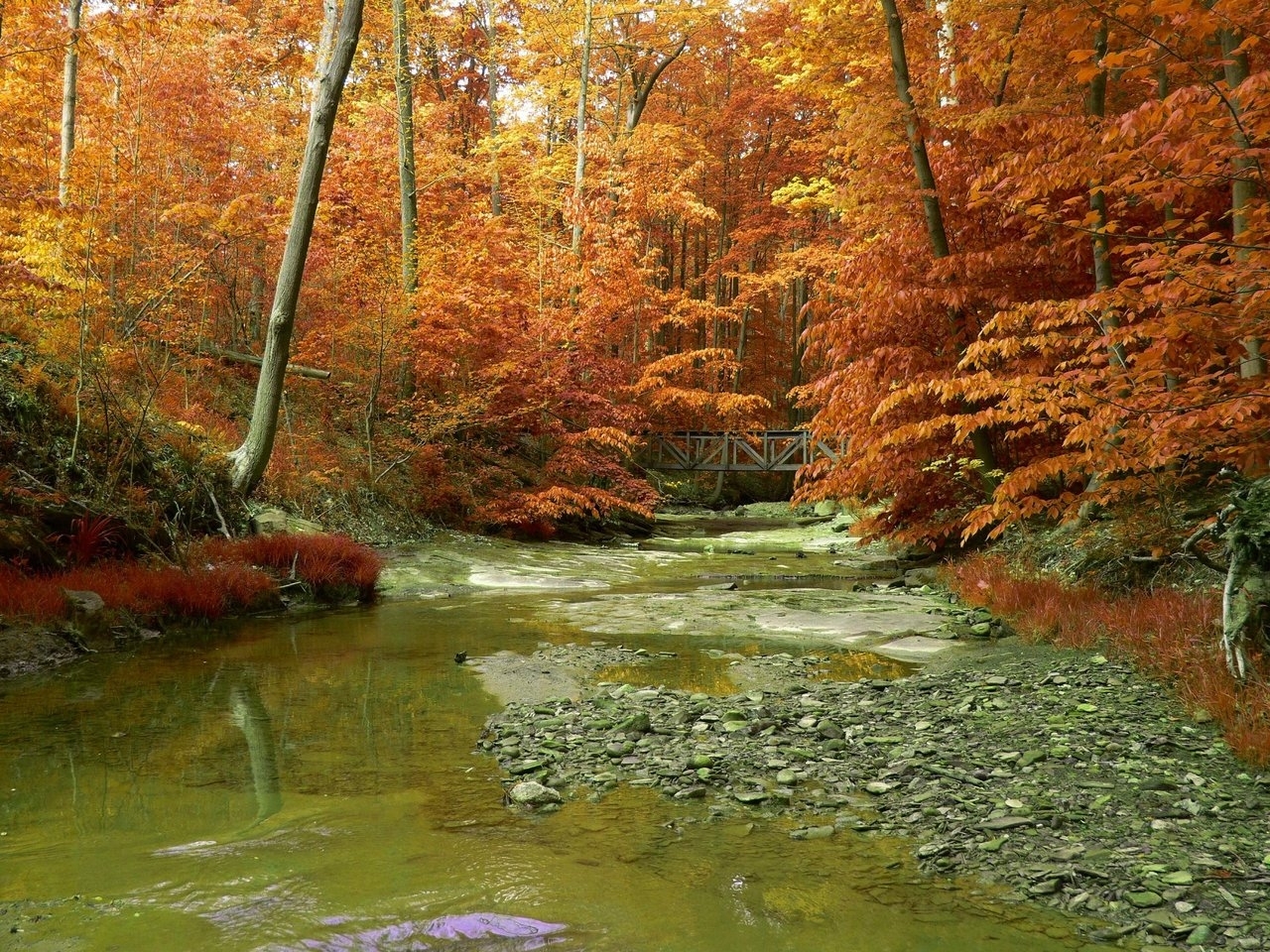 Handy-Wallpaper Flüsse, Bäume, Landschaft, Herbst kostenlos herunterladen.