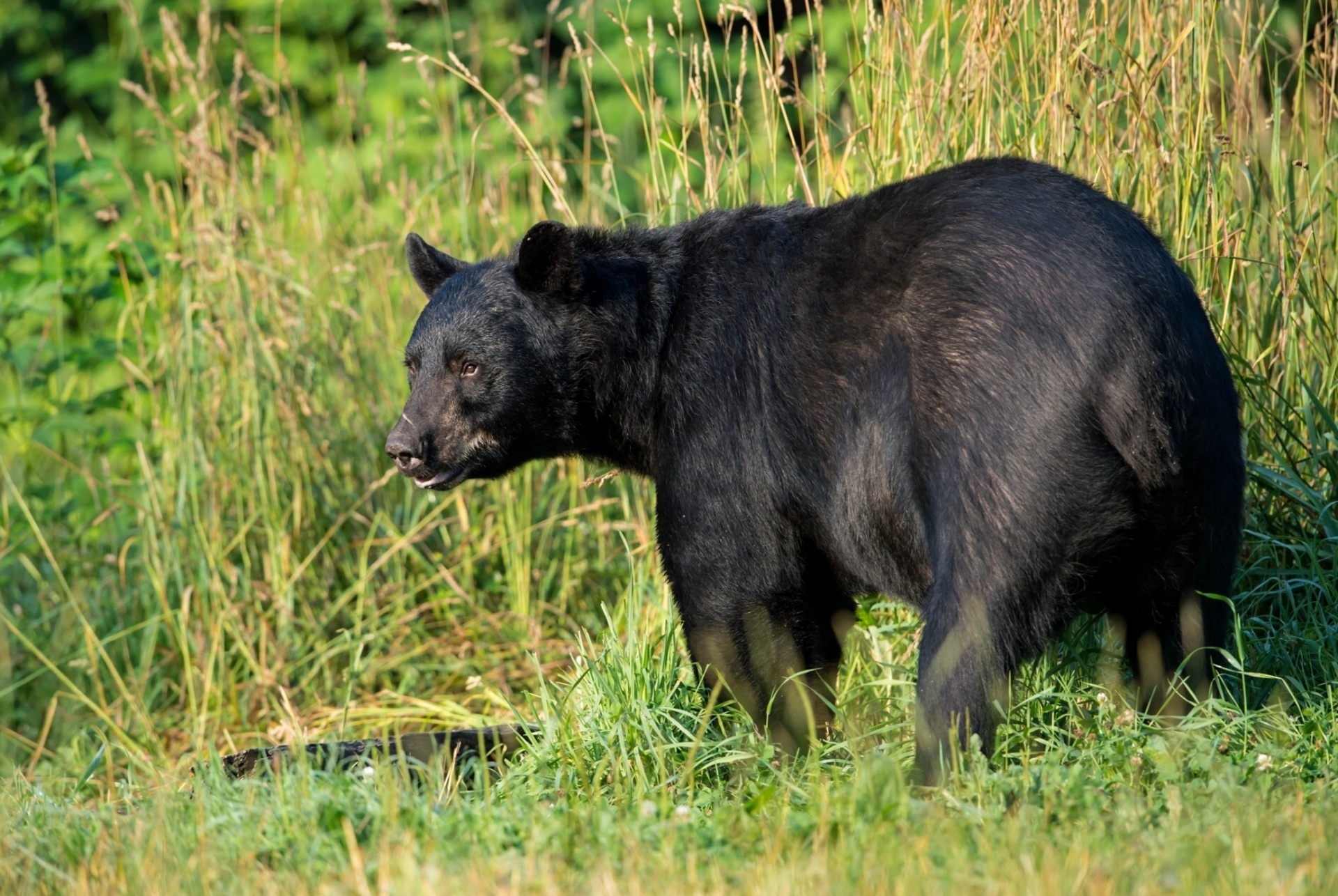 104108 скачать обои животные, трава, медведь, хищник, американский черный медведь - заставки и картинки бесплатно