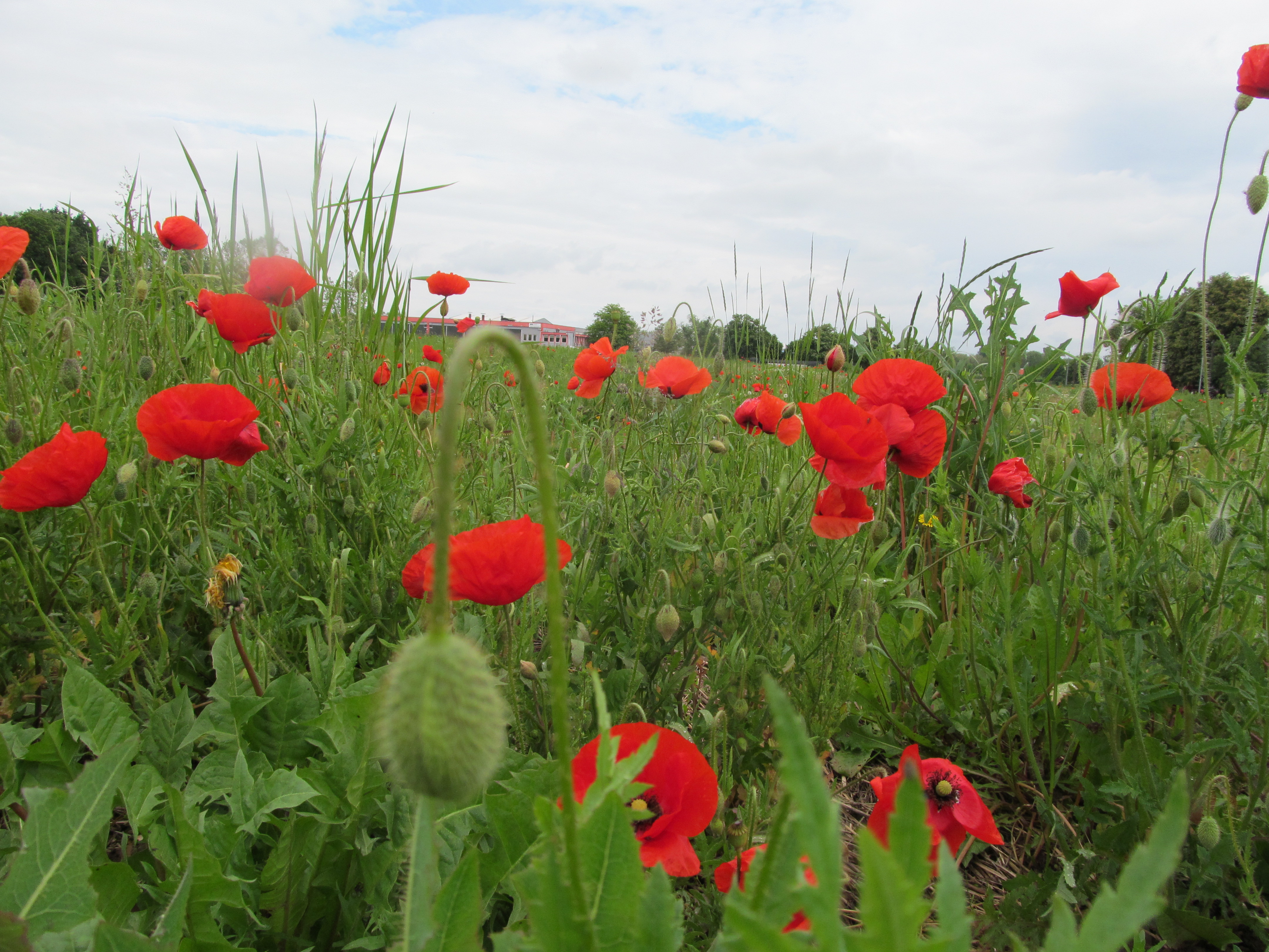 Handy-Wallpaper Mohn, Blumen, Erde/natur kostenlos herunterladen.