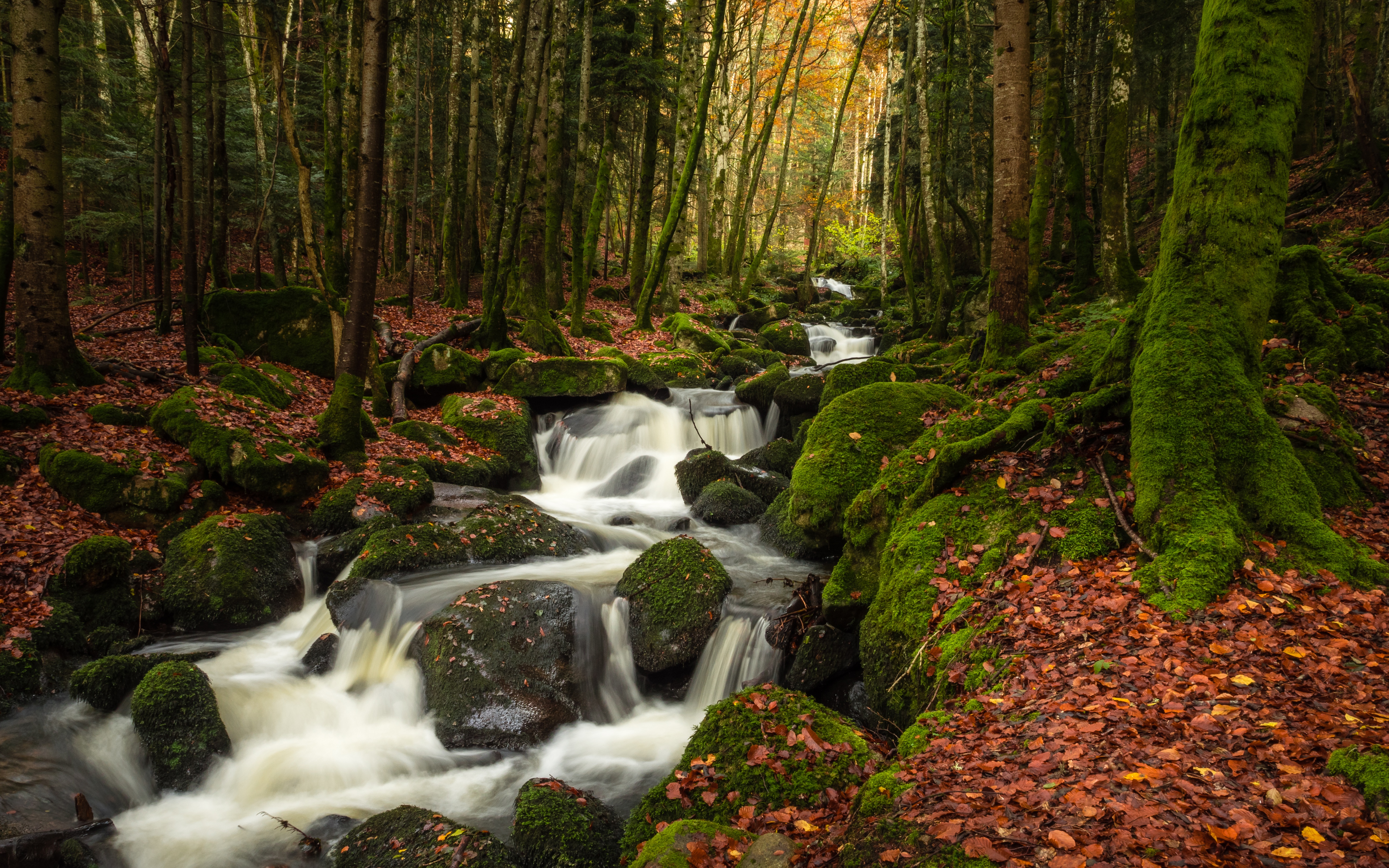 Free download wallpaper Nature, Forest, Earth, Moss, Stream on your PC desktop