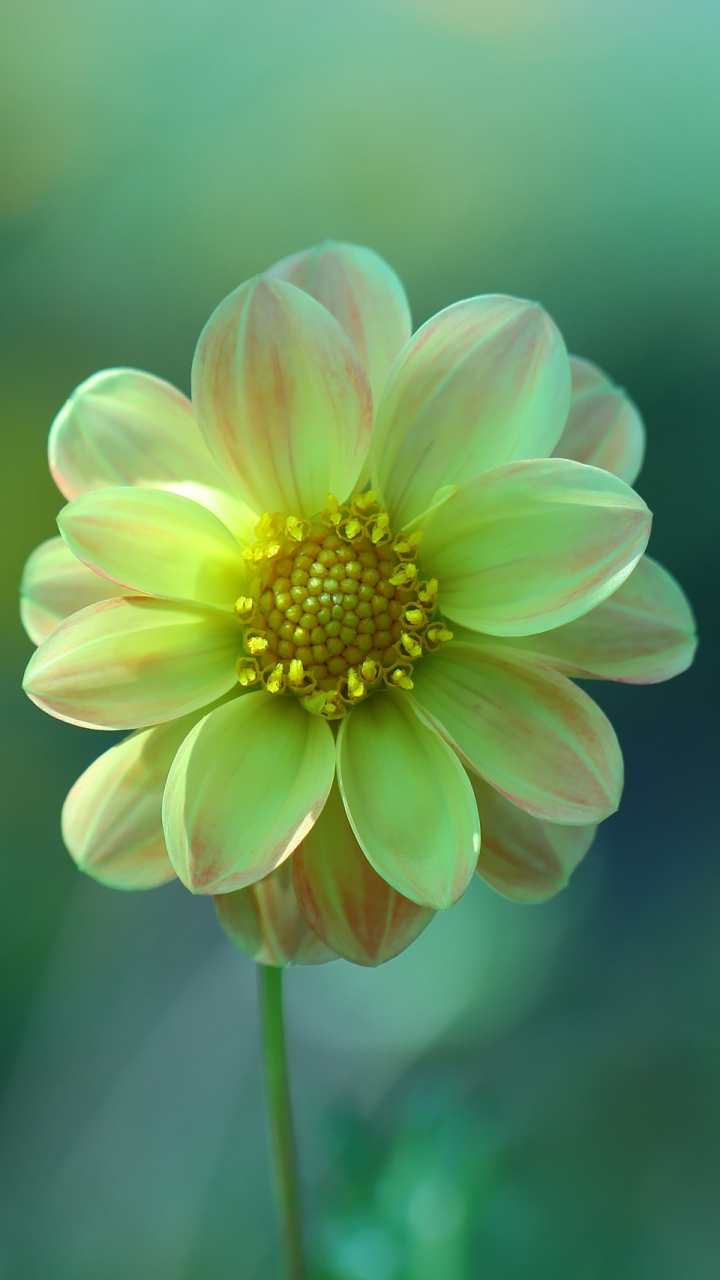 Download mobile wallpaper Flowers, Flower, Earth, Dahlia for free.