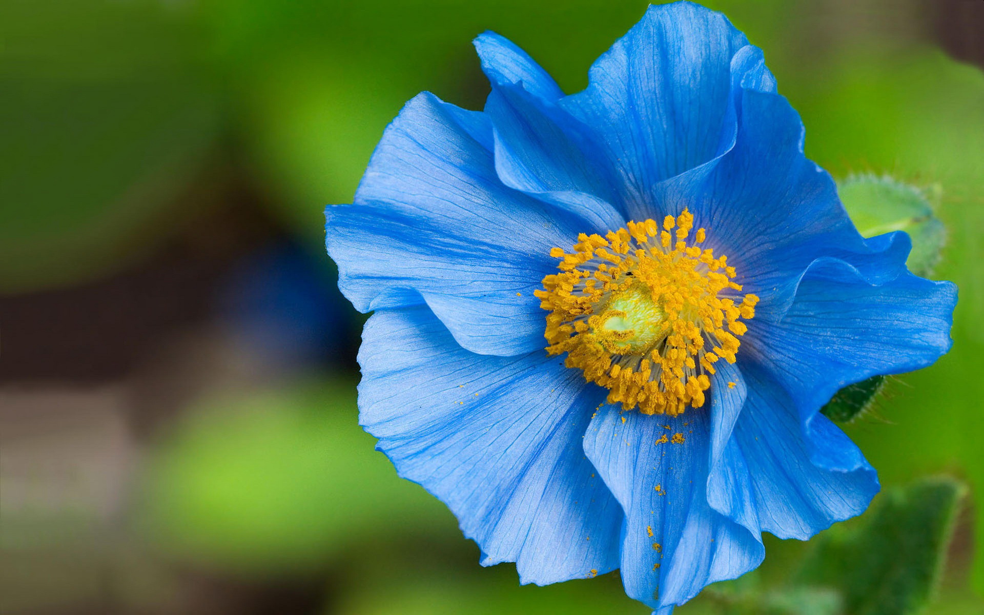 Téléchargez gratuitement l'image Fleur, Terre/nature sur le bureau de votre PC